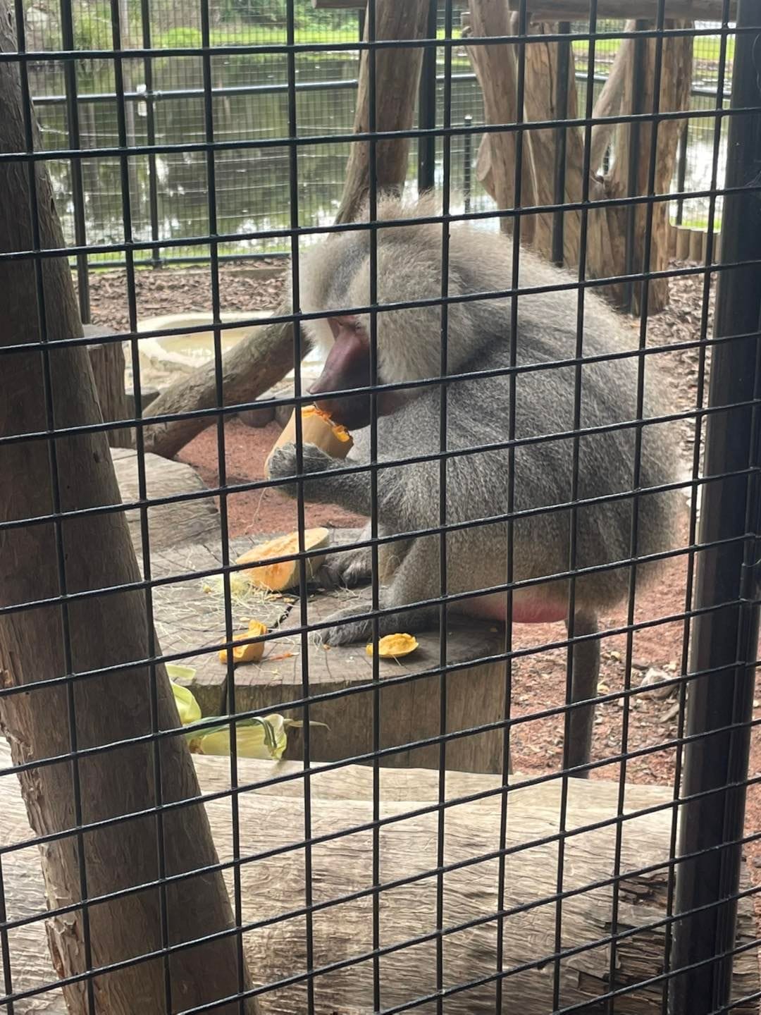 Banana Cabana Primate Sanctuary - 6th February 2025 Public Day Tour Image -67a5f141e6e78