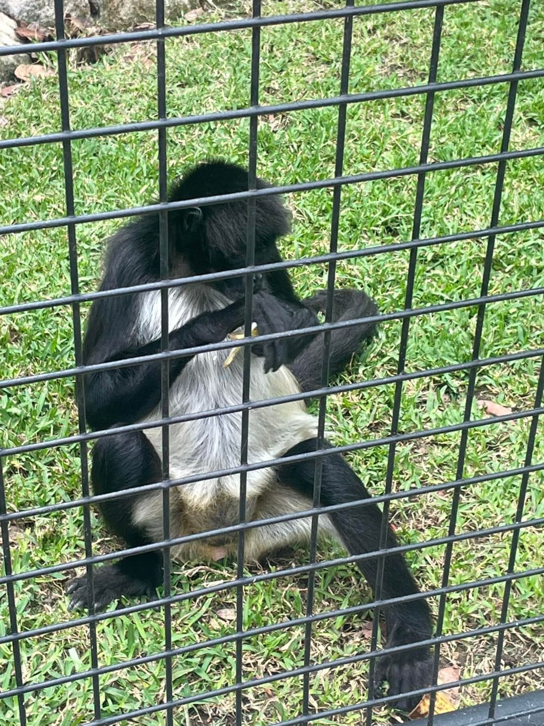 Banana Cabana Primate Sanctuary - 6th February 2025 Public Day Tour Image -67a5f14252f7f