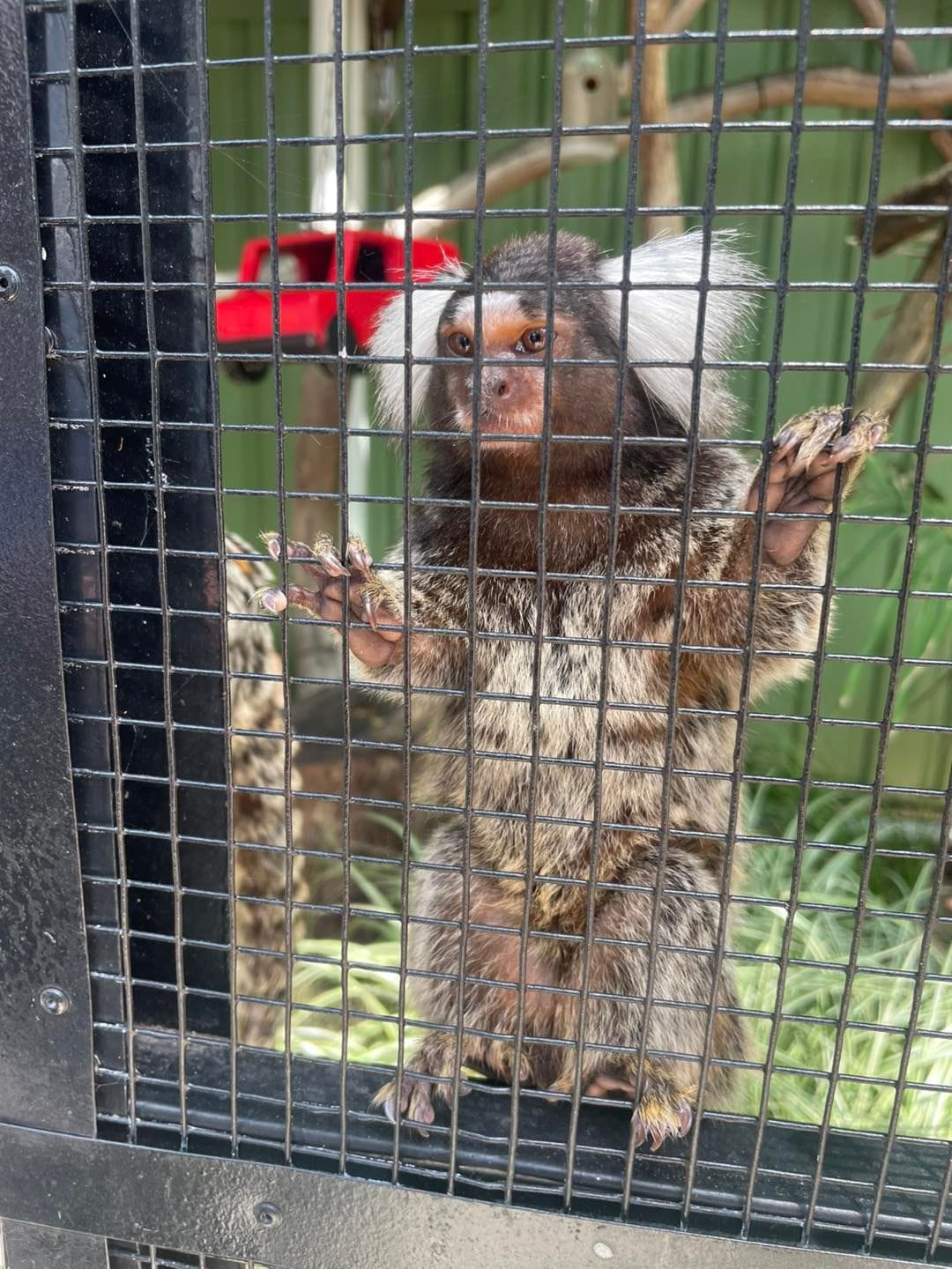 Banana Cabana Primate Sanctuary - 6th February 2025 Public Day Tour Image -67a5f14437b04