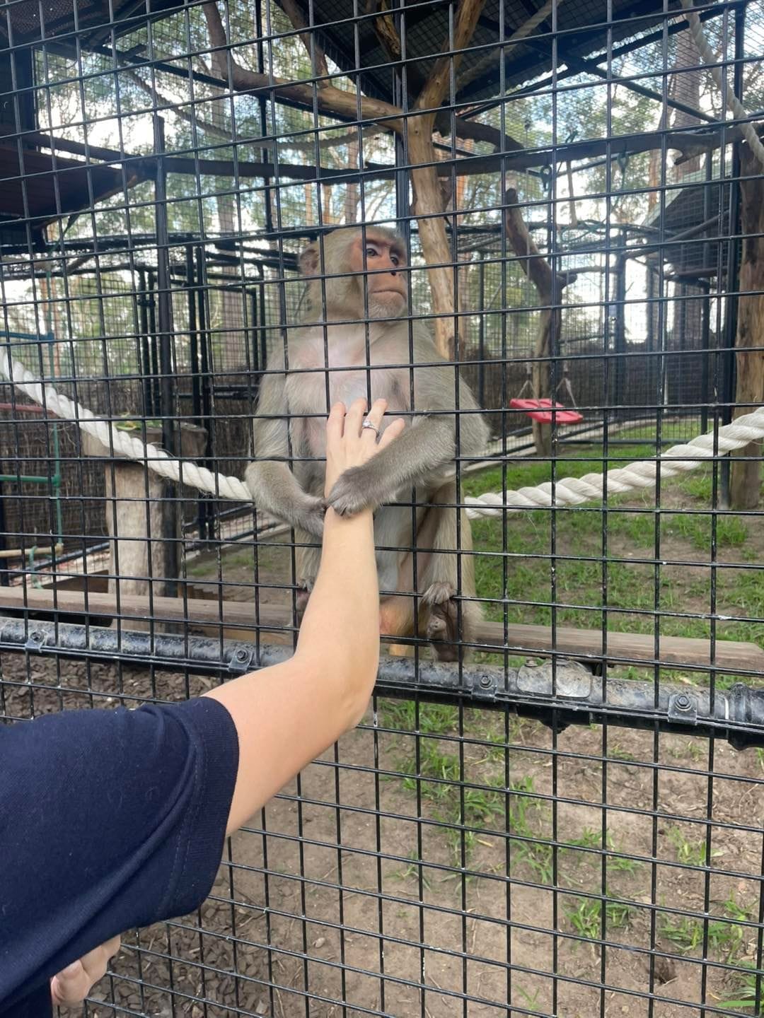 Banana Cabana Primate Sanctuary - 6th February 2025 Public Day Tour Image -67a5f14503361