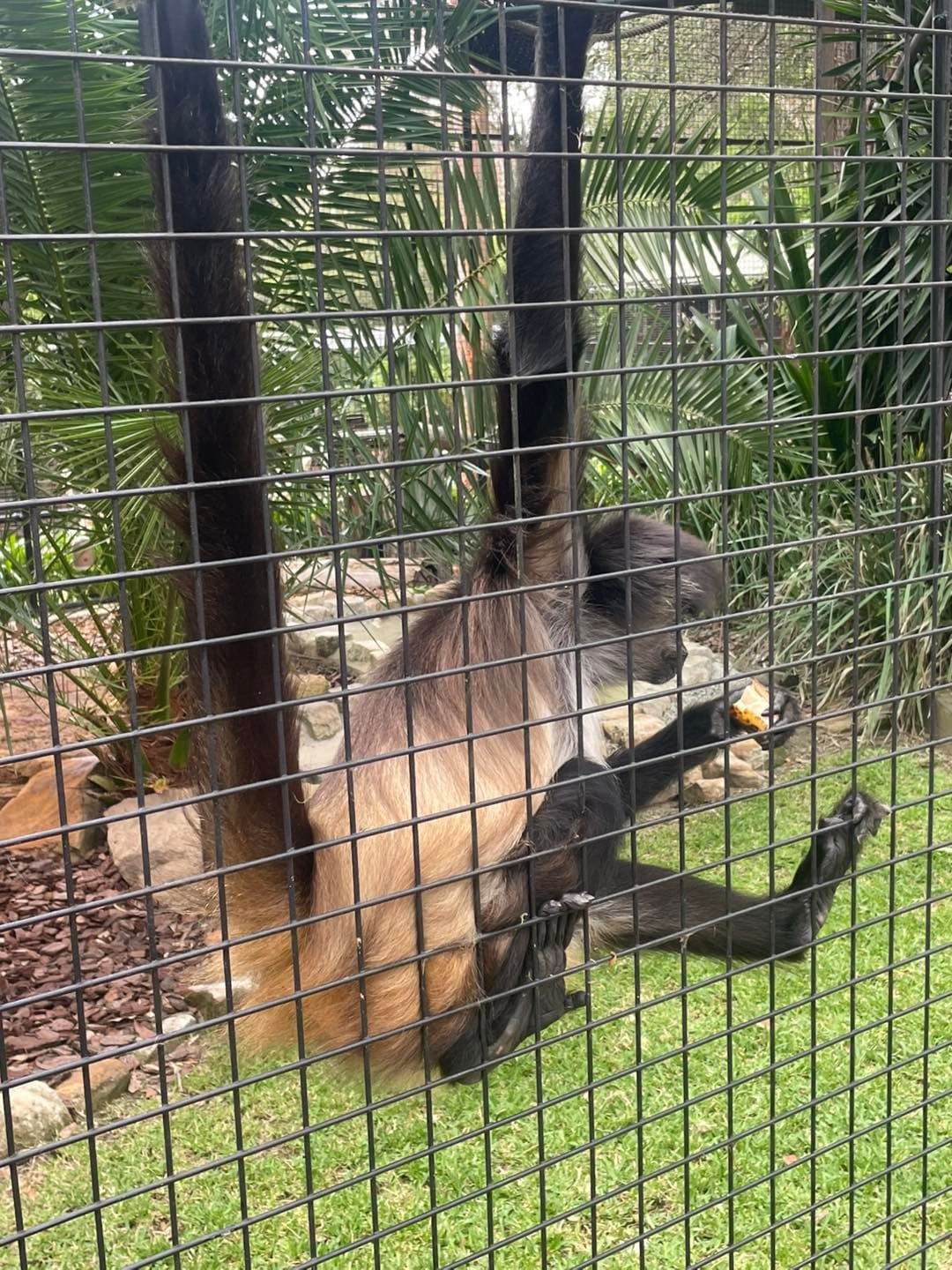 Banana Cabana Primate Sanctuary - 6th February 2025 Public Day Tour Image -67a5f145de98d