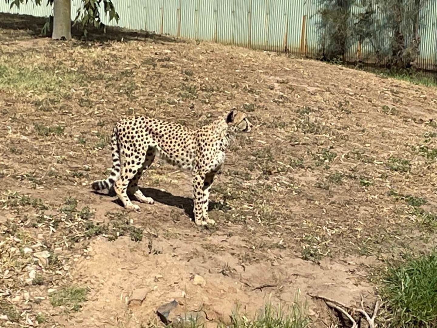 Dubbo Zoo 2025 Image -67de046edc258