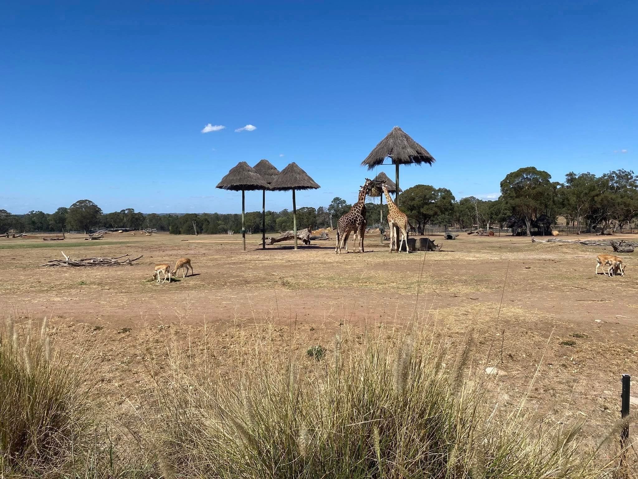 Dubbo Zoo 2025 Image -67de0473220b2