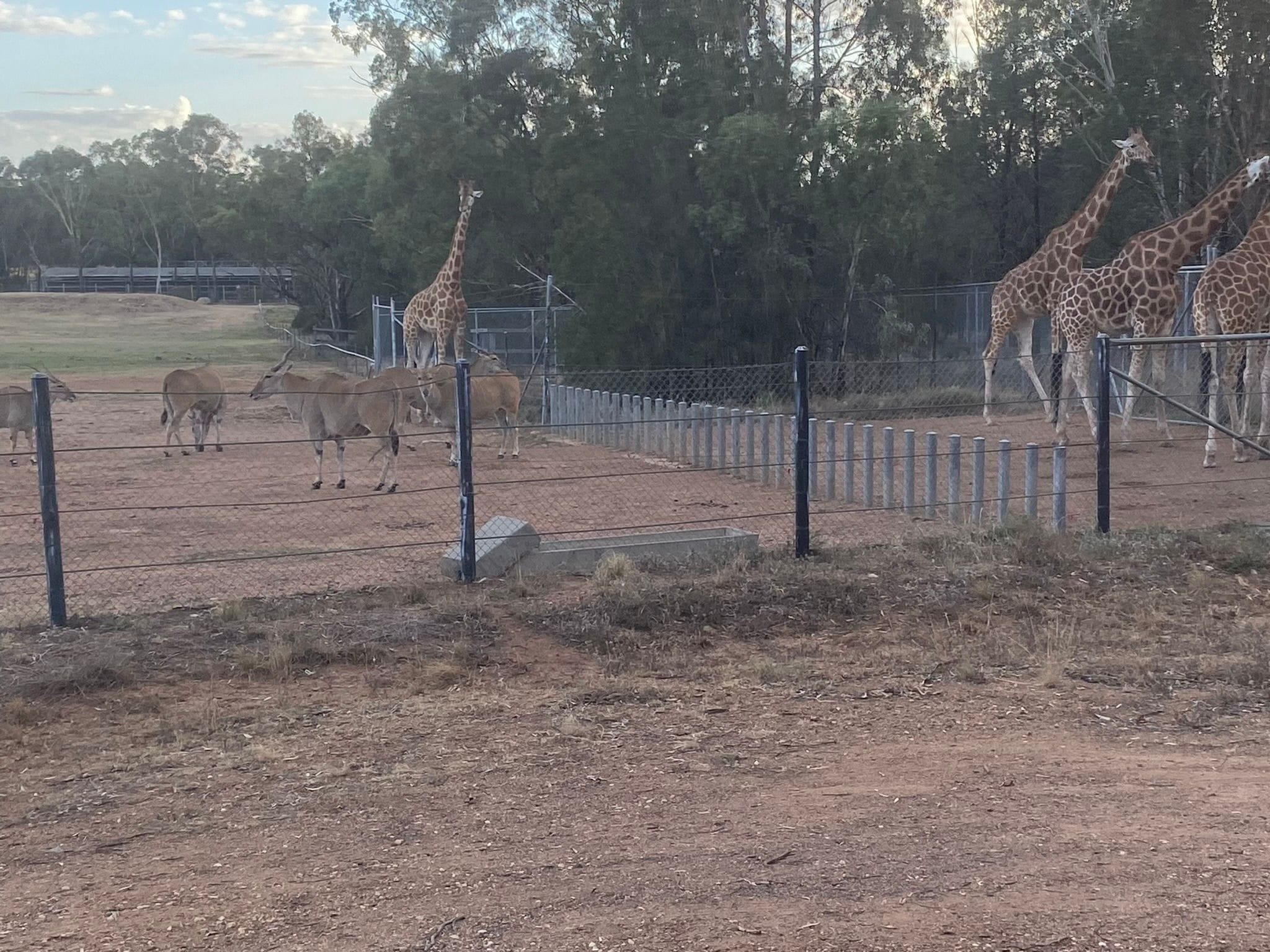 Dubbo Zoo 2025 Image -67de048d846be