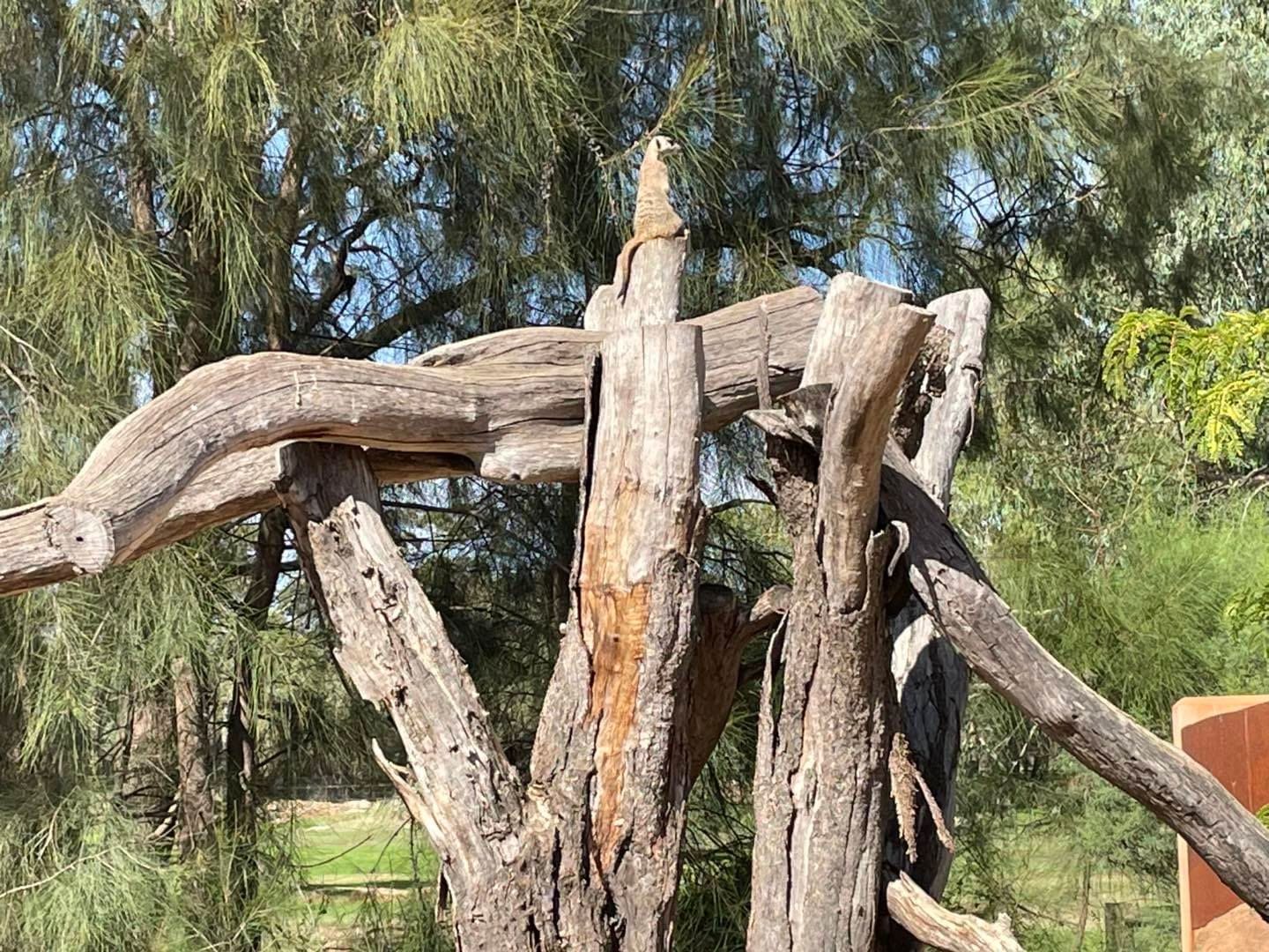 Dubbo Zoo 2025 Image -67de04c5b3006