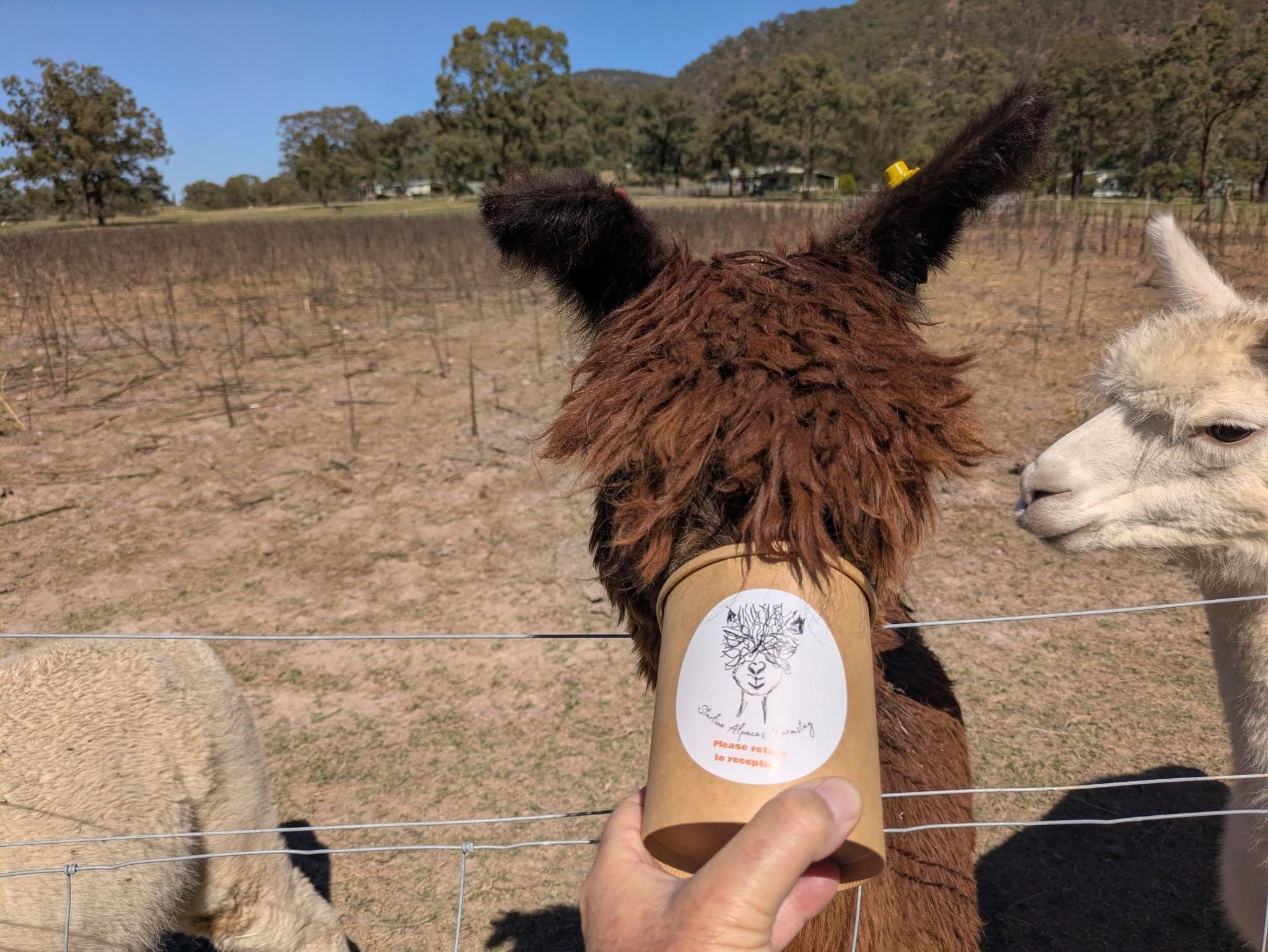 Monday 7th April 2025 Public Day Tour : Starline Alpaca Farm Monday 7th April 2025 Public Day Tour : Starline Alpaca Farm