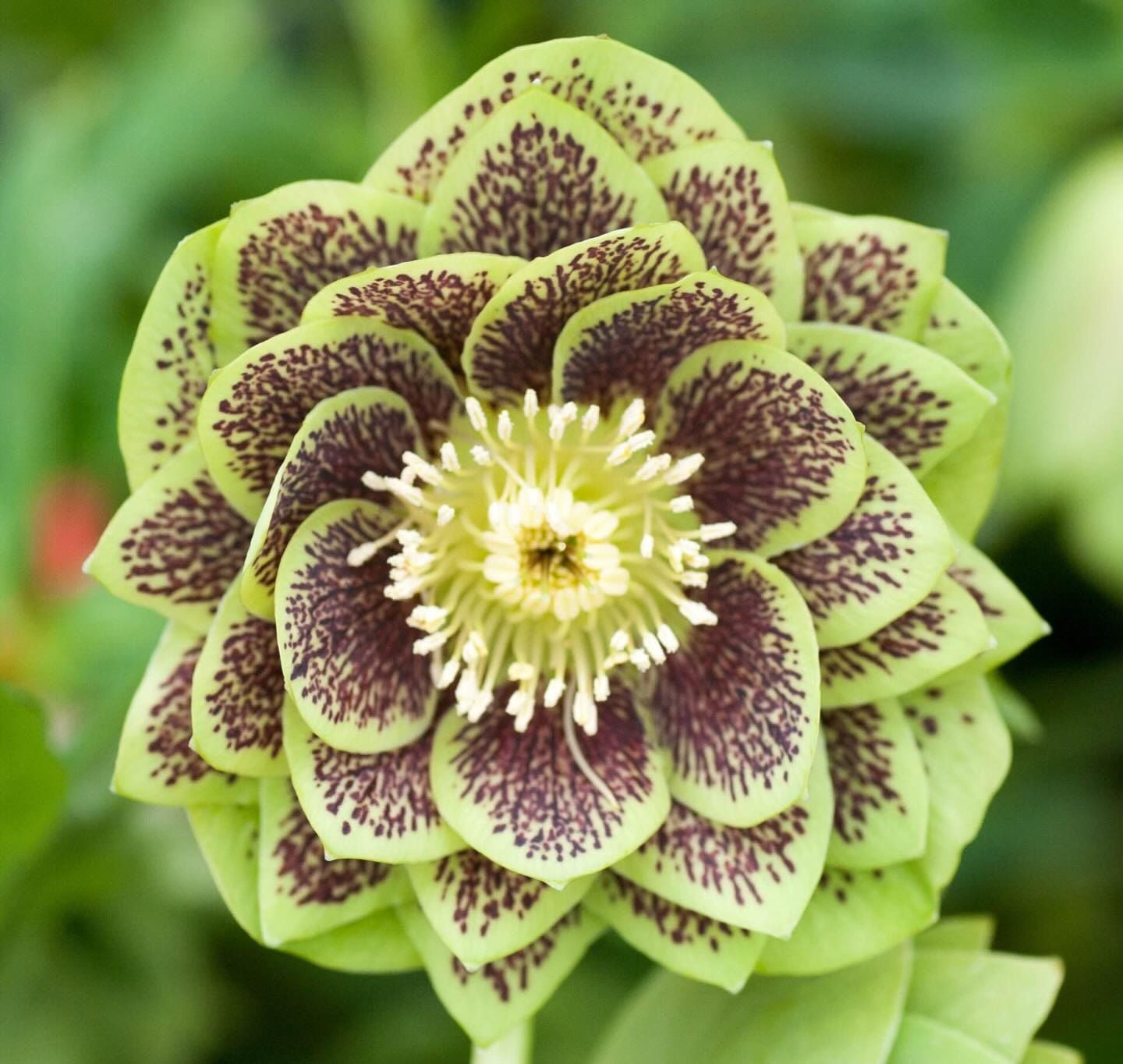 Sunday 13th April 2025 Public Day Tour Collectors Plant Fair Sunday 13th April 2025 Public Day Tour Collectors Plant Fair