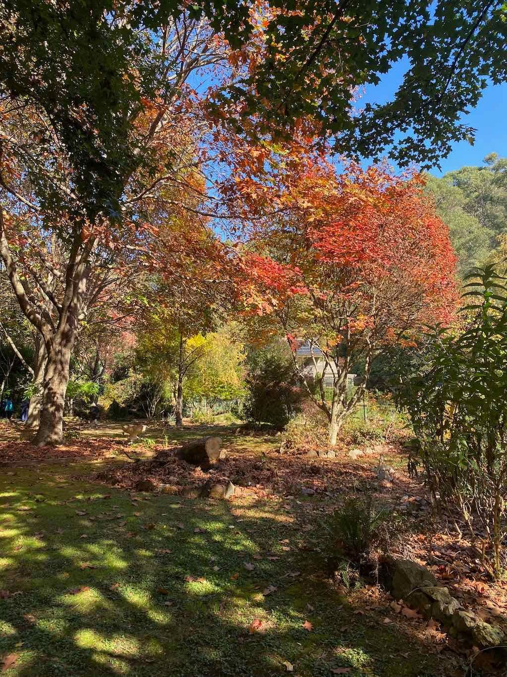 2025 Bright Autumn Festival Image -681ad34b9a666