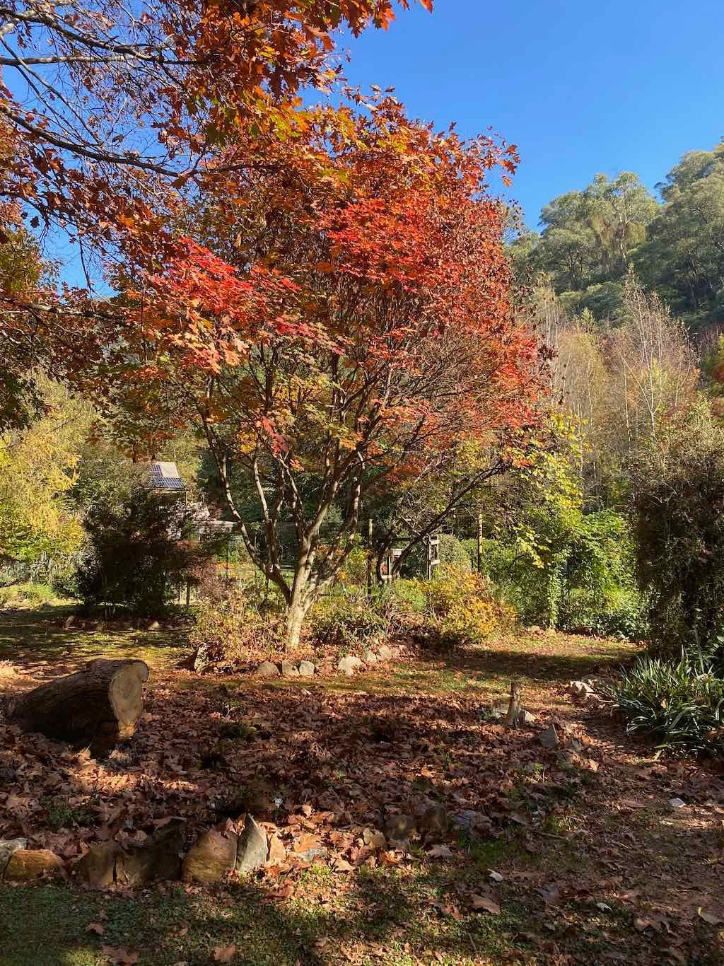2025 Bright Autumn Festival Image -681ad34c0c8a0