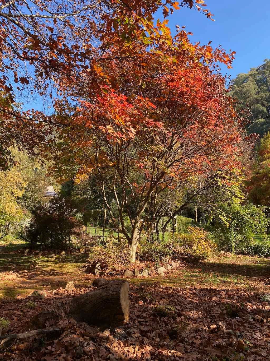 2025 Bright Autumn Festival Image -681ad34d178e3