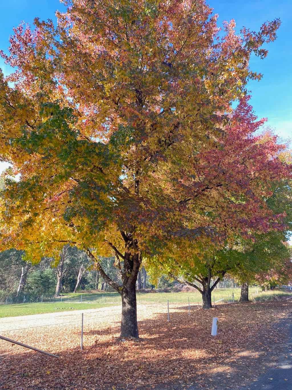 2025 Bright Autumn Festival Image -681ad4ec6be2c