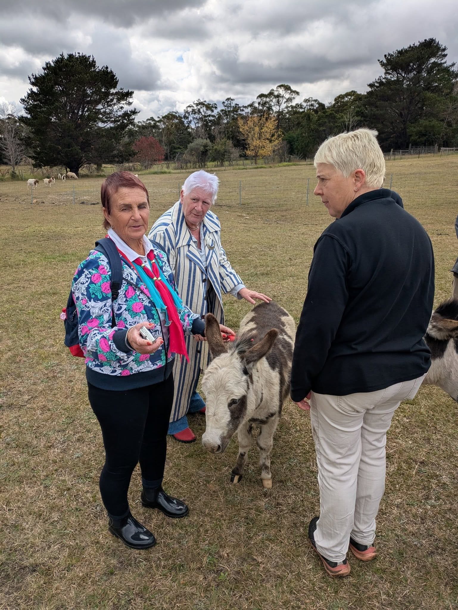 12th May 2025 Pine Ridge Miniature Donkey Public Day Tour Image -6827c95ae9769