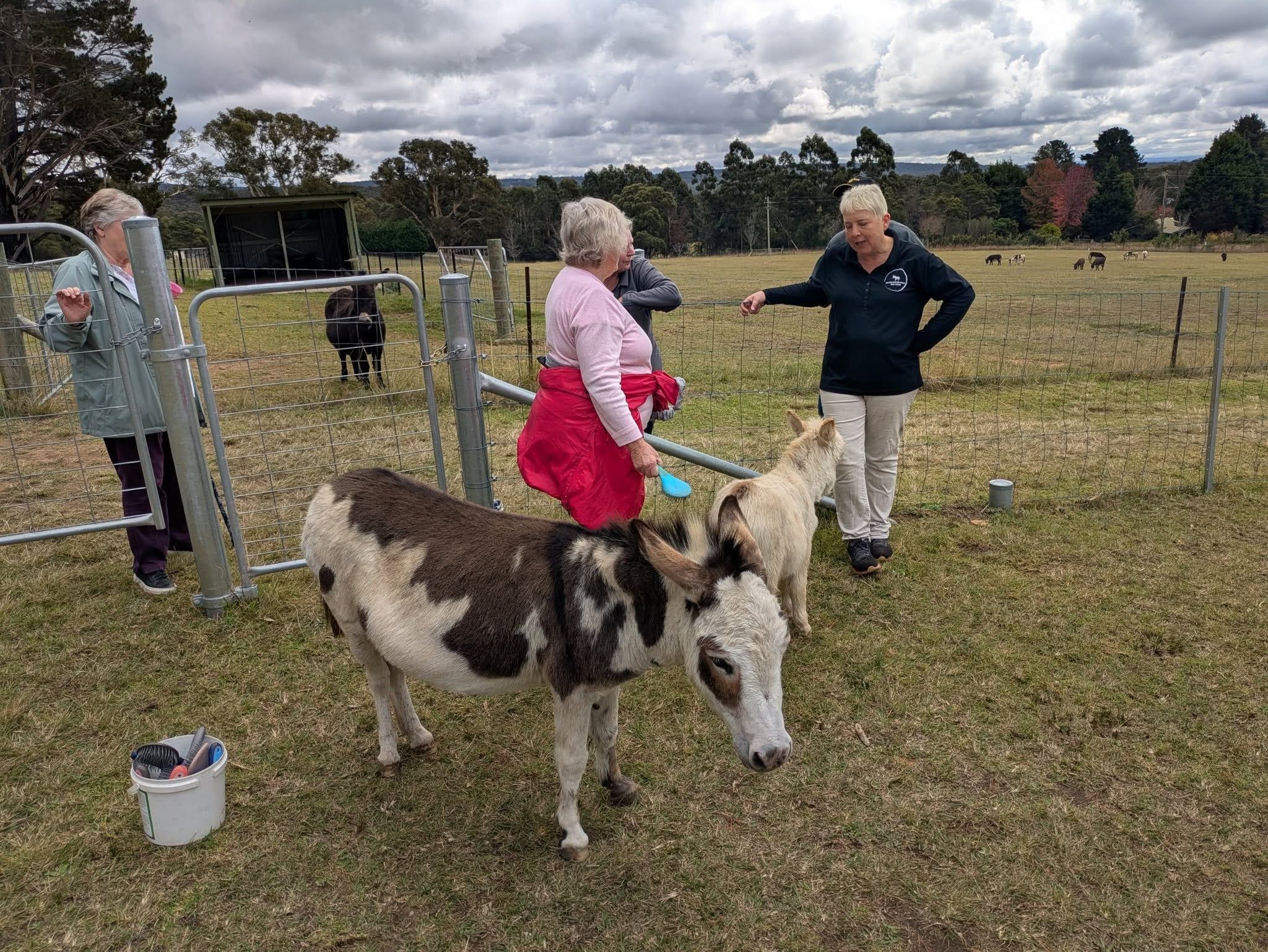 12th May 2025 Pine Ridge Miniature Donkey Public Day Tour Image -6827c95c763a9