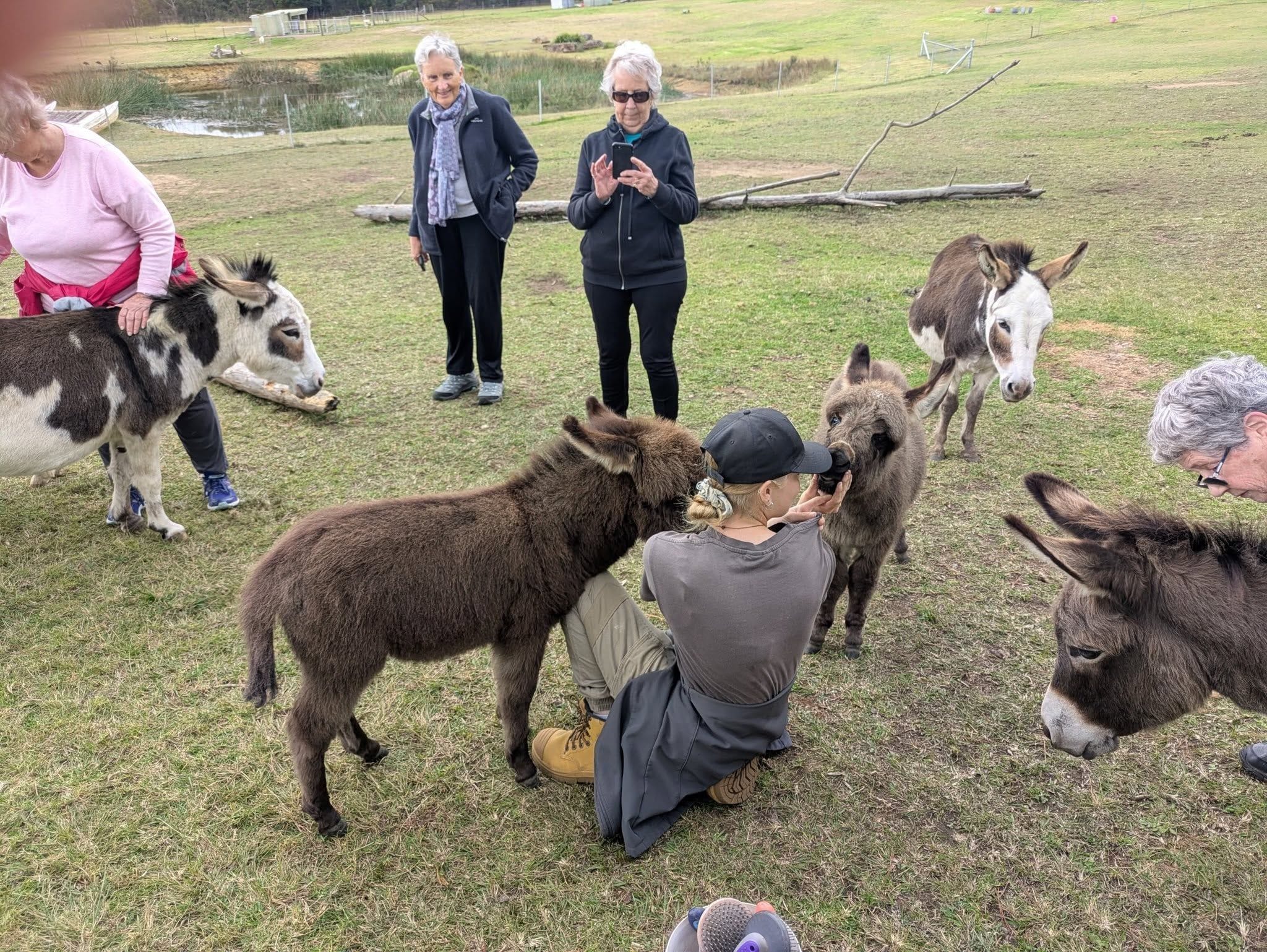 12th May 2025 Pine Ridge Miniature Donkey Public Day Tour Image -6827c95e0777f