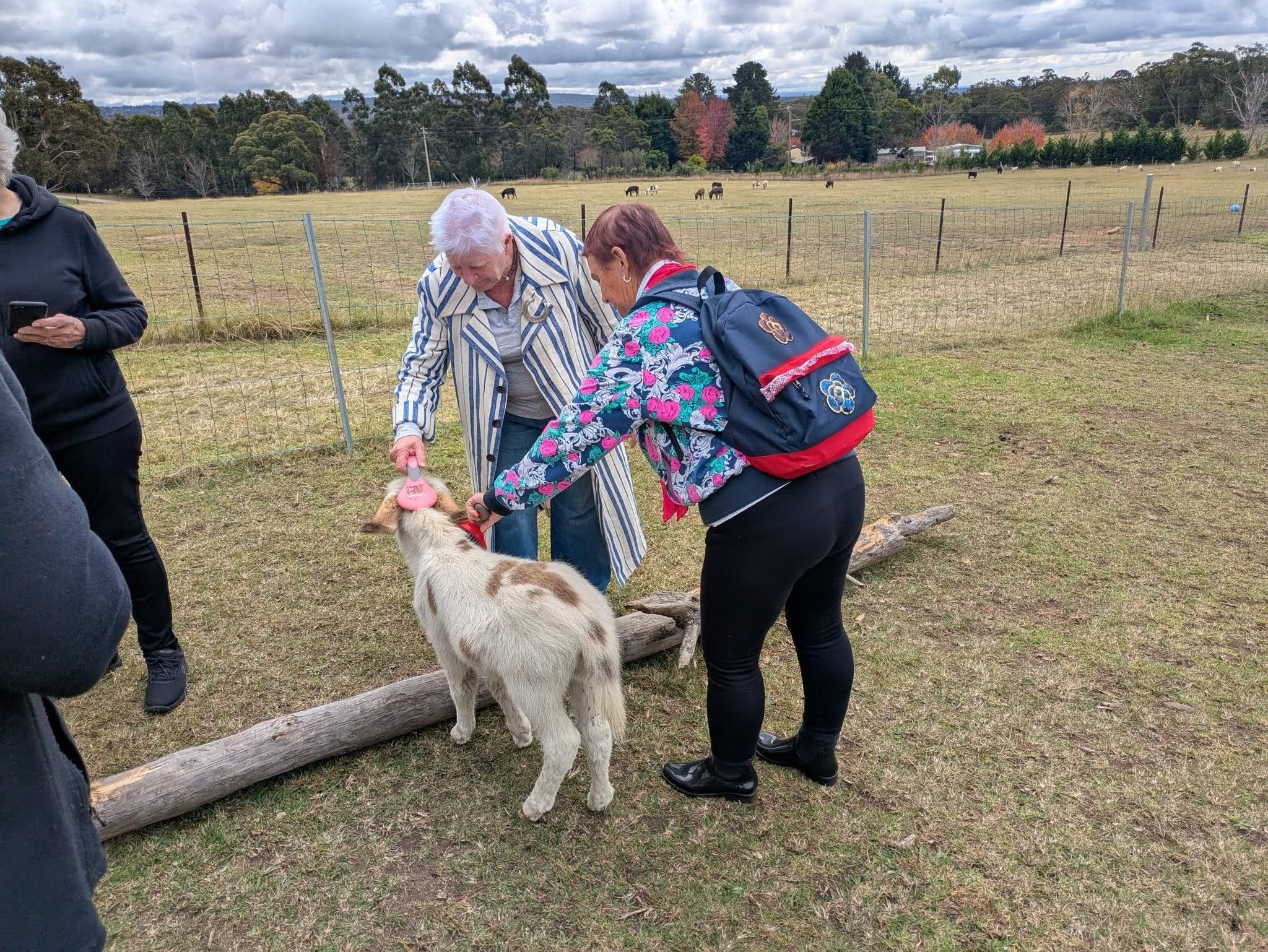 12th May 2025 Pine Ridge Miniature Donkey Public Day Tour Image -6827c9628f86b
