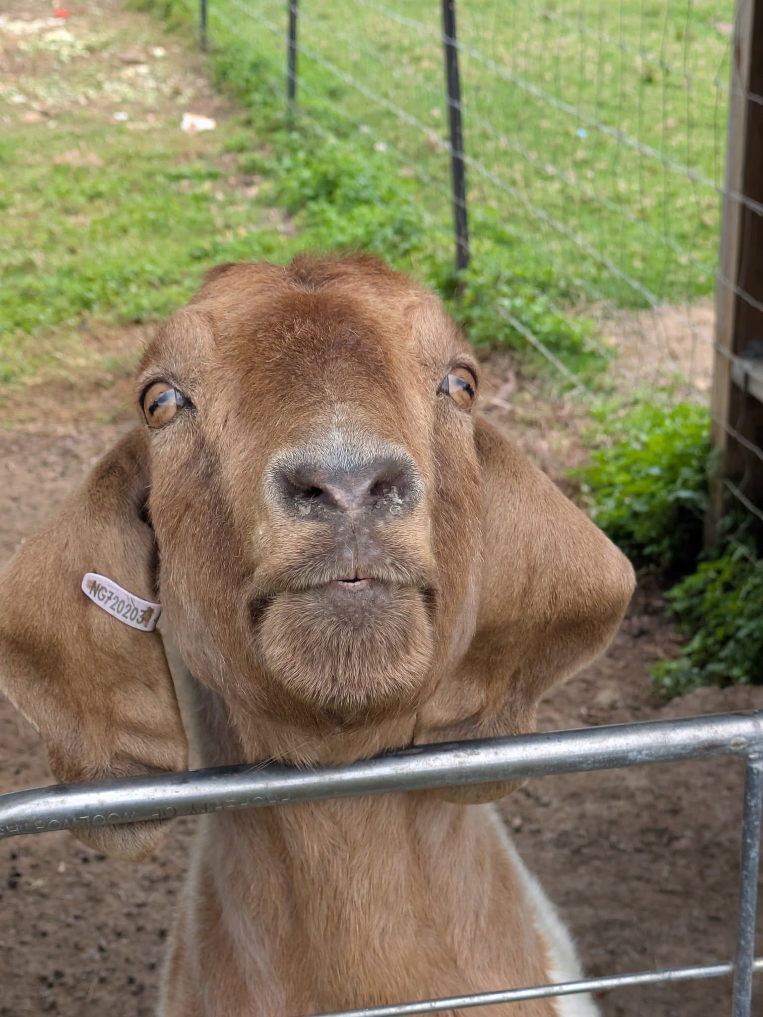12th May 2025 Pine Ridge Miniature Donkey Public Day Tour Image -6827c963c30ba