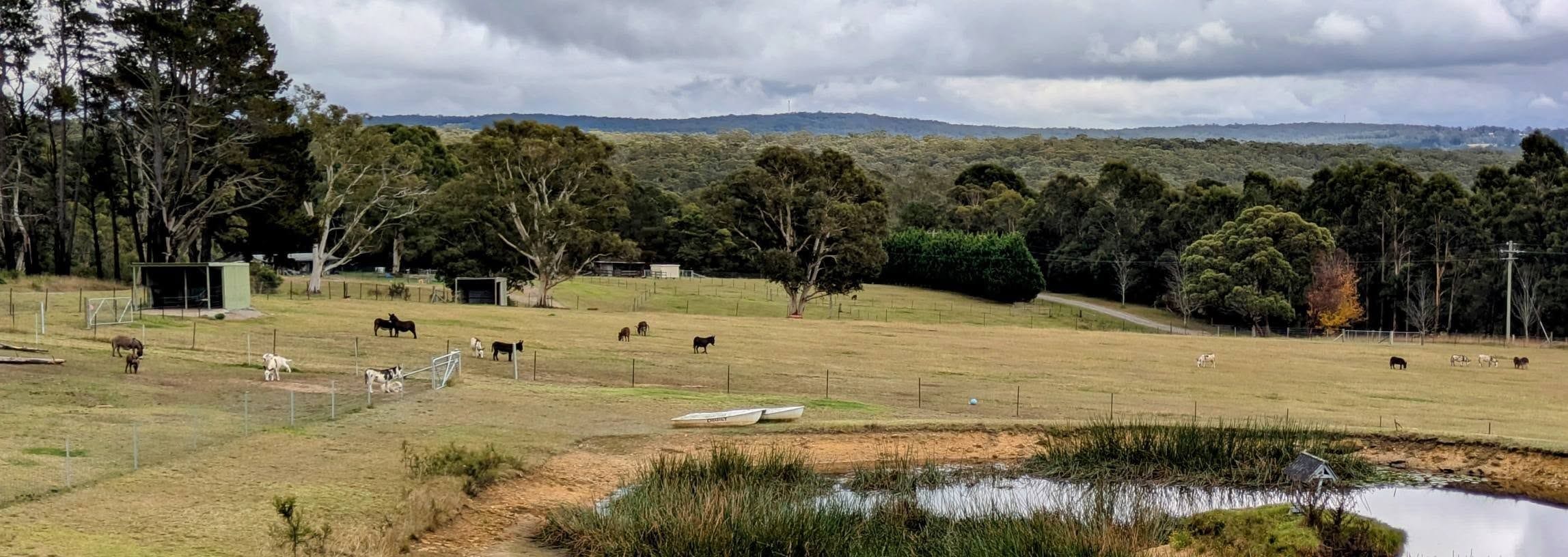 12th May 2025 Pine Ridge Miniature Donkey Public Day Tour Image -6827c9642ee64