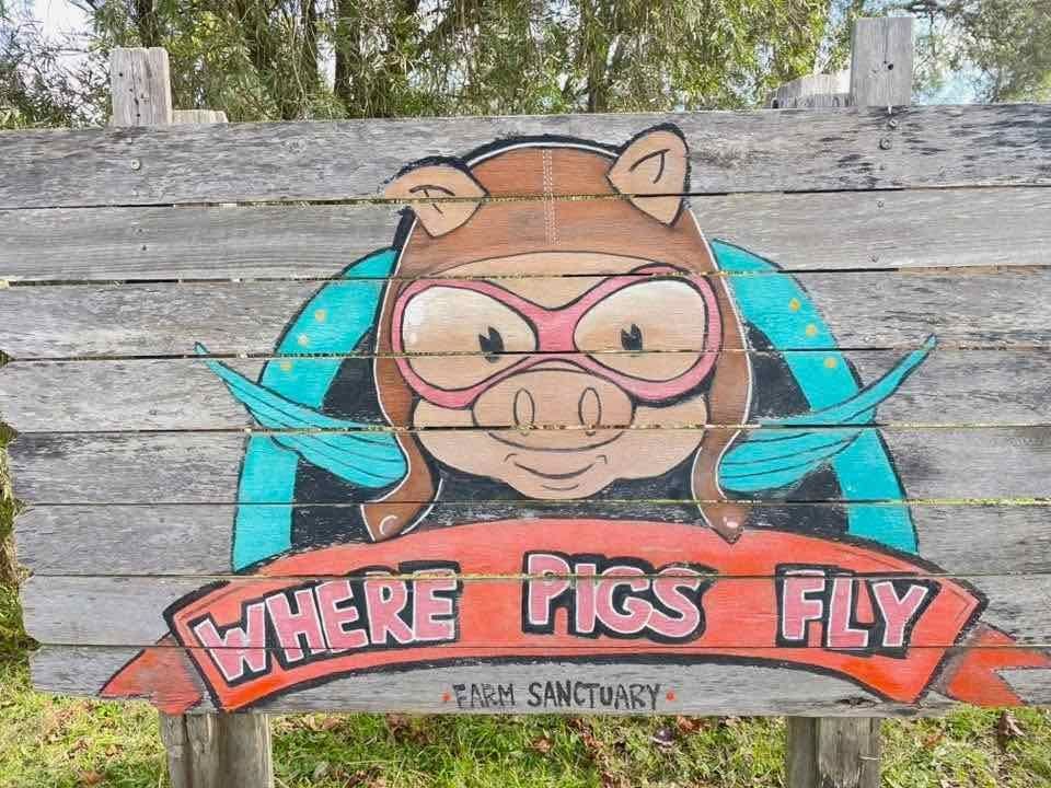 13th June 2025 - Where Pigs Might Fly Public Day Tour