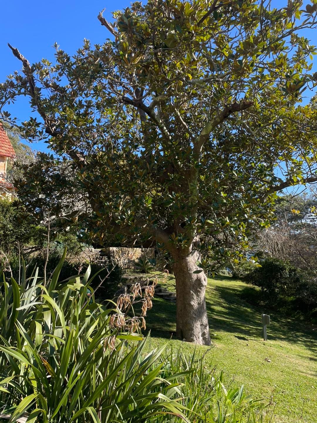 Greycliffe House and Nielsen Park Heritage Tour - 16th June 2025 Image -6853336e5d6fc