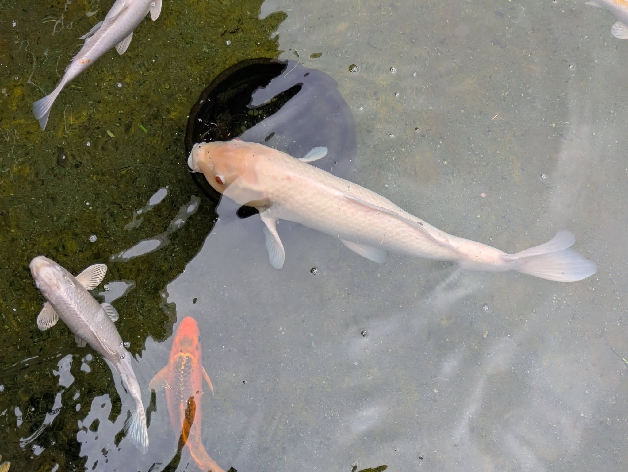 Cookabarra Barramundi Farm Friday 18th July 2025 Public Day Tour Image -68815937419cd