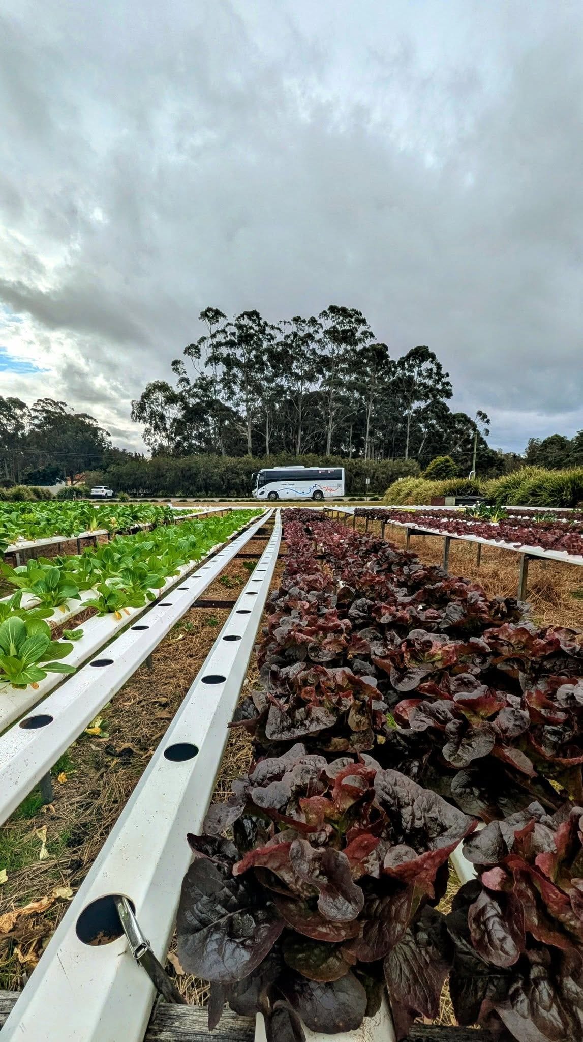 Cookabarra Barramundi Farm Friday 18th July 2025 Public Day Tour Image -6881593d3df3b