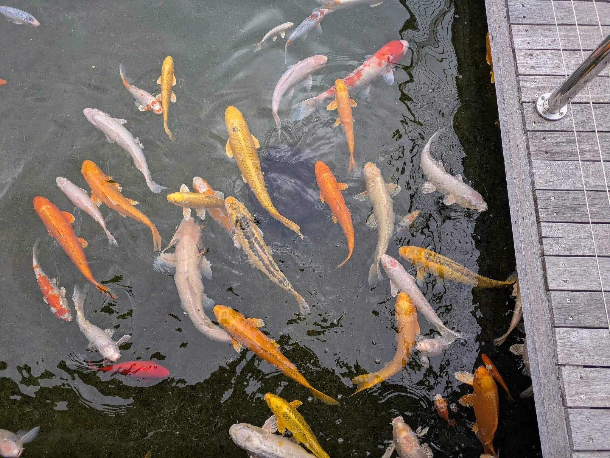 Cookabarra Barramundi Farm Friday 18th July 2025 Public Day Tour Image -6881593ff29ea