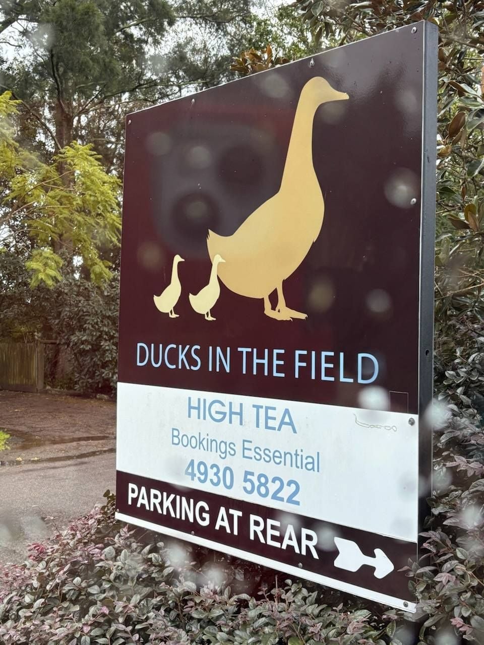Toukley Sea Seekers - Ducks in the Field Friday 8th August 2025 Image -68a45ebab47b3
