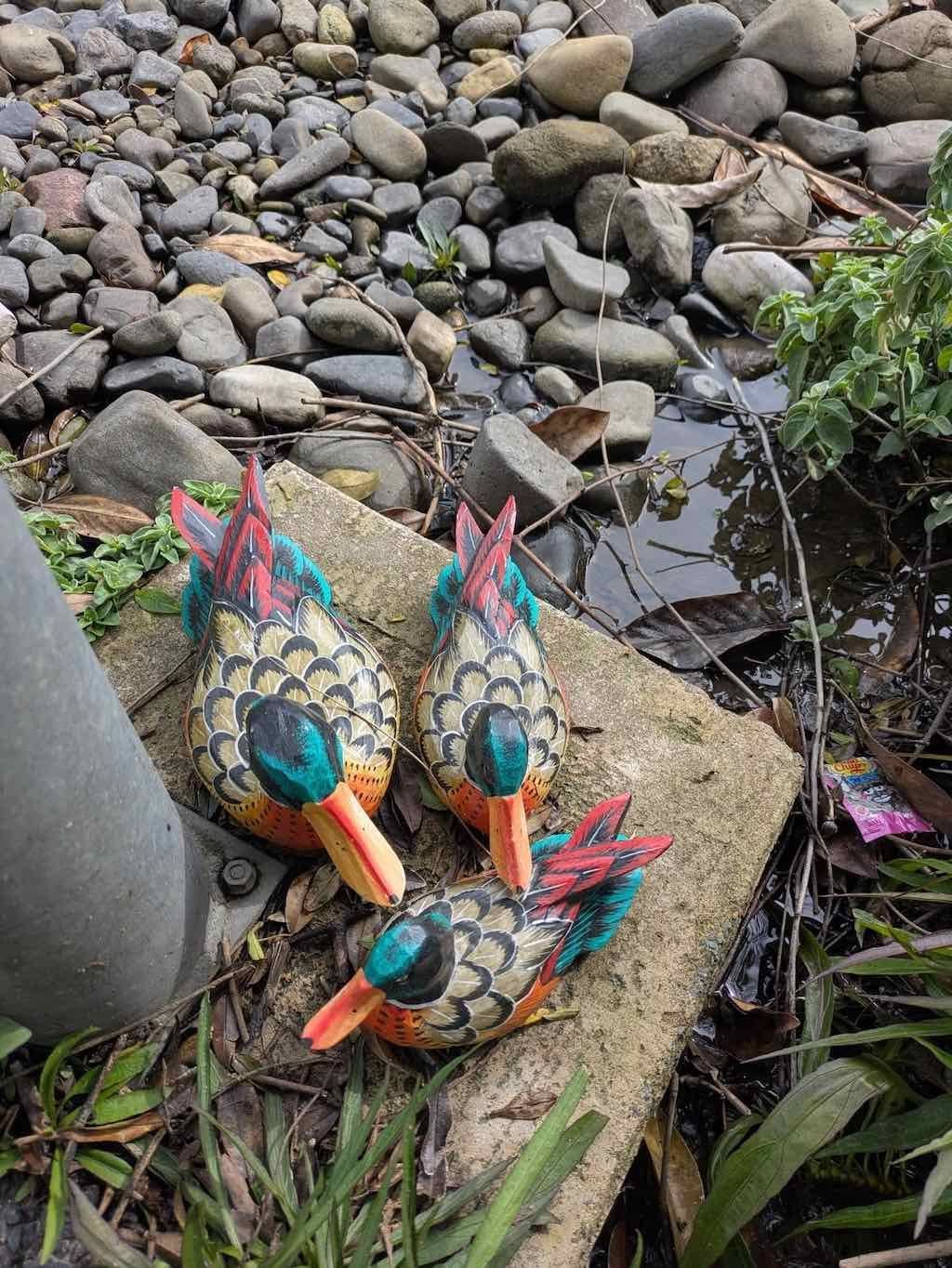 Toukley Sea Seekers - Ducks in the Field Friday 8th August 2025 Image -68a45ebf2e4b6