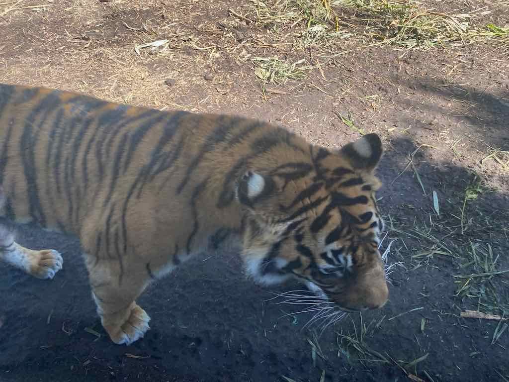 Taronga Zoo Wildlife Park : August 2025 Public Tour Image -68ae45bb7e606