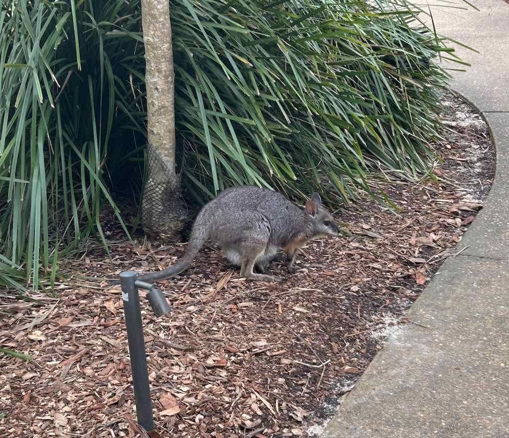 Taronga Zoo Wildlife Park : August 2025 Public Tour Image -68ae45c0db998