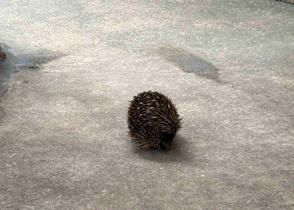 Taronga Zoo Wildlife Park : August 2025 Public Tour Image -68ae45c1aa6f9