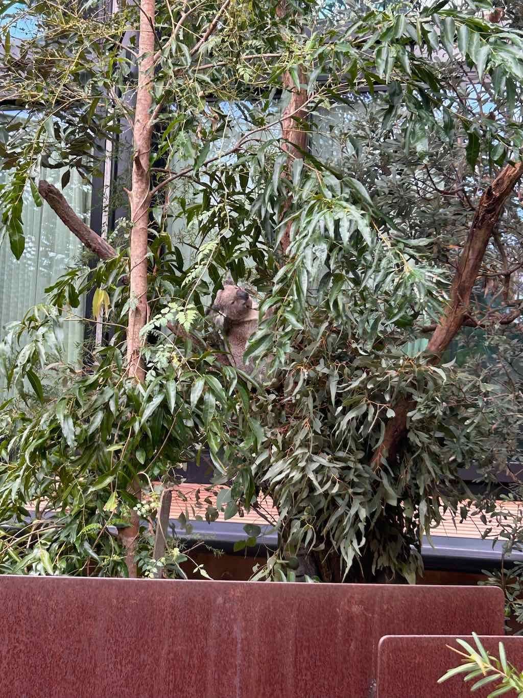 Taronga Zoo Wildlife Park : August 2025 Public Tour Image -68ae45c2b348f
