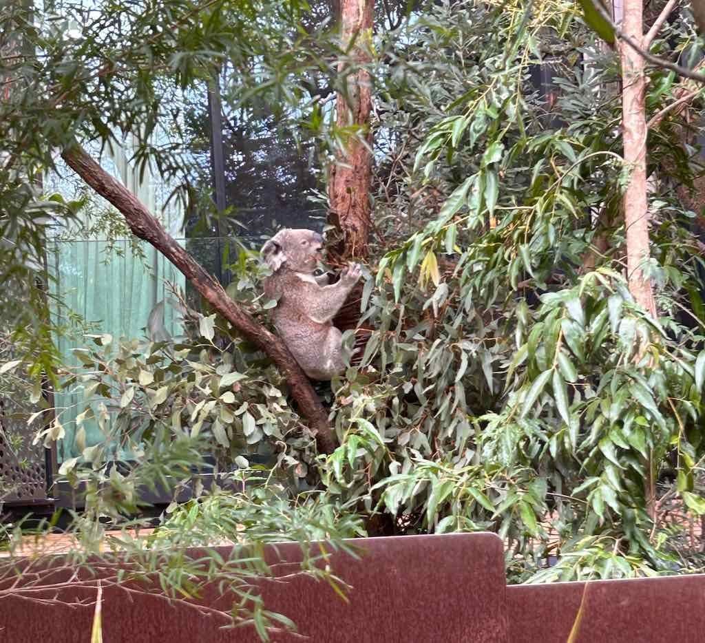 Taronga Zoo Wildlife Park : August 2025 Public Tour Image -68ae45c3216e2