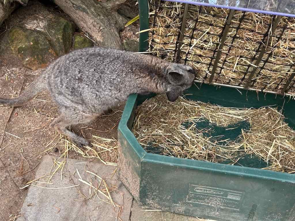 Taronga Zoo Wildlife Park : August 2025 Public Tour Image -68ae45c3a1e3e