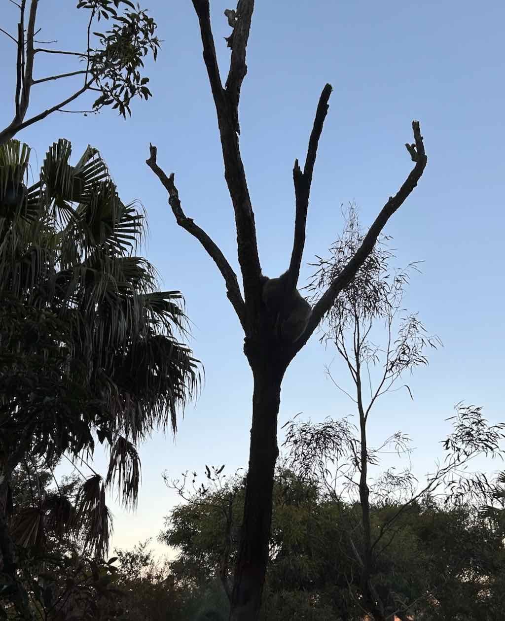 Taronga Zoo Wildlife Park : August 2025 Public Tour Image -68ae45c5f1b1a