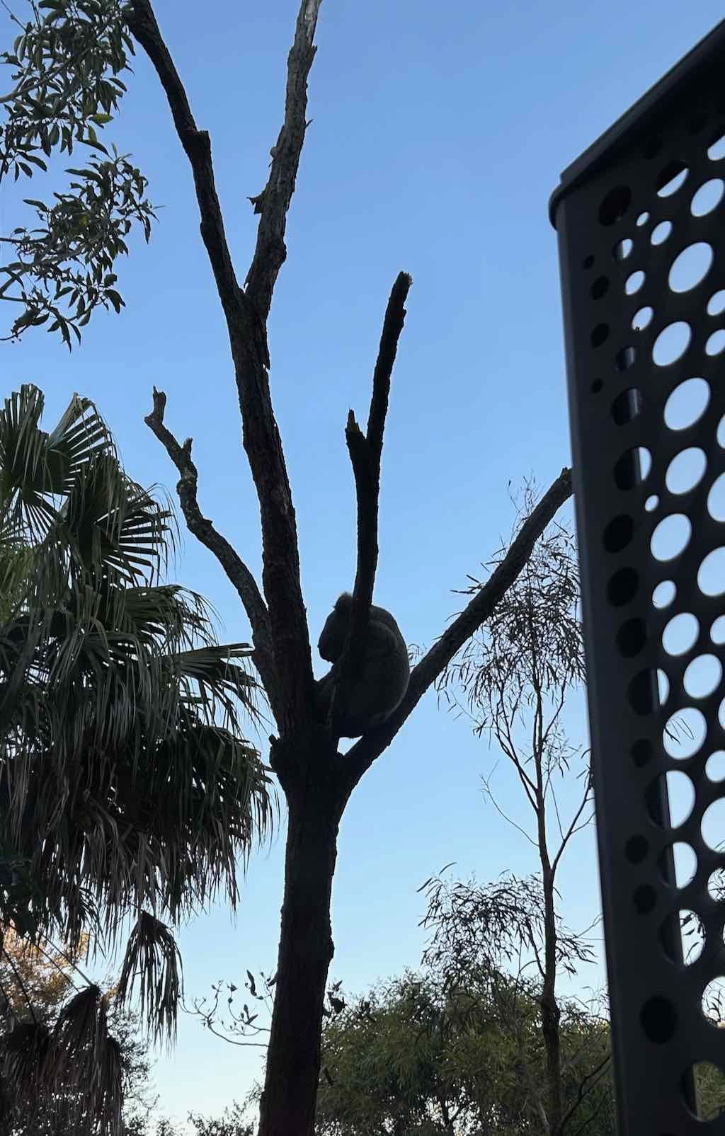 Taronga Zoo Wildlife Park : August 2025 Public Tour Image -68ae45c6577ab