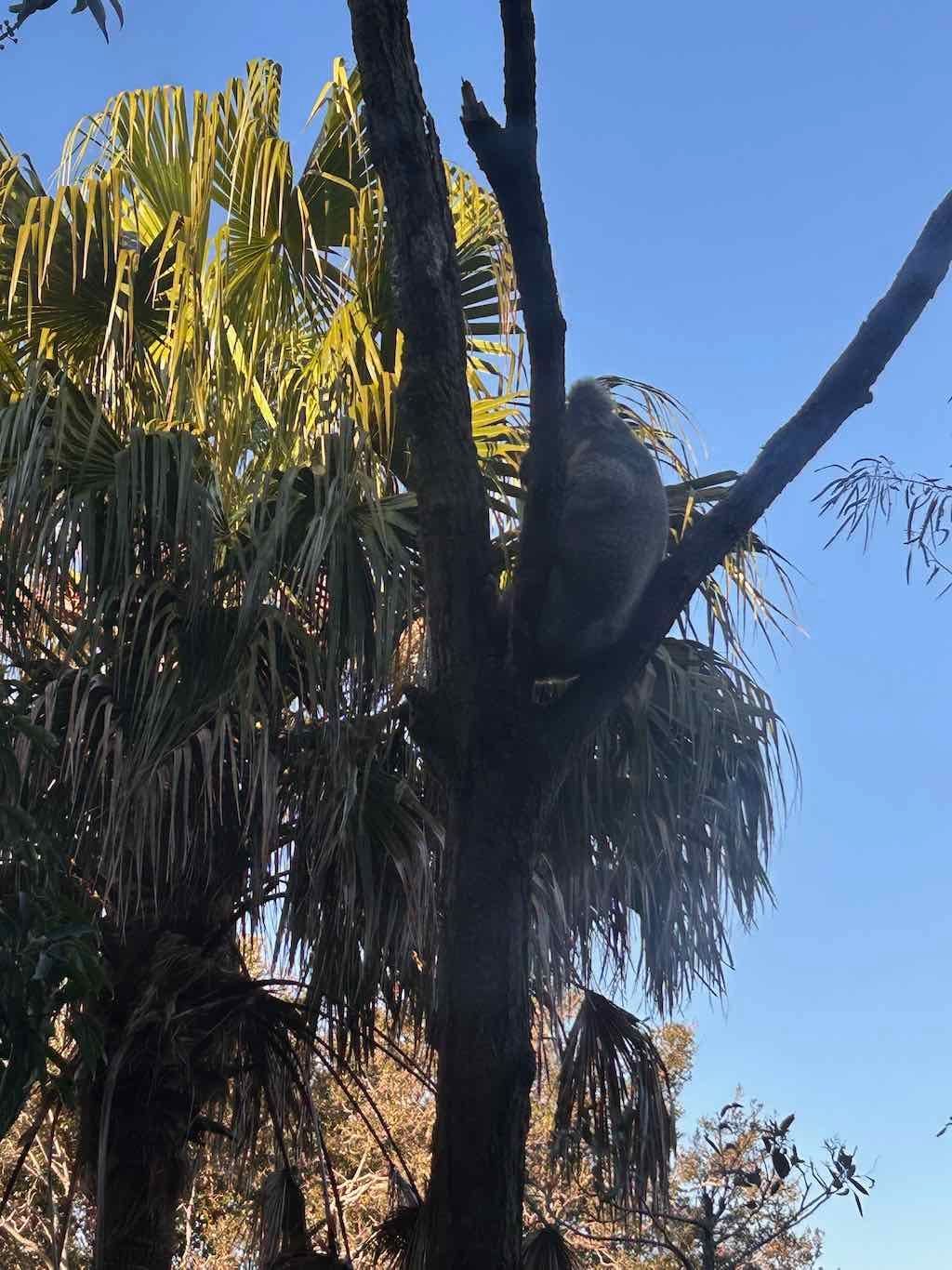 Taronga Zoo Wildlife Park : August 2025 Public Tour Image -68ae45c6bca2f