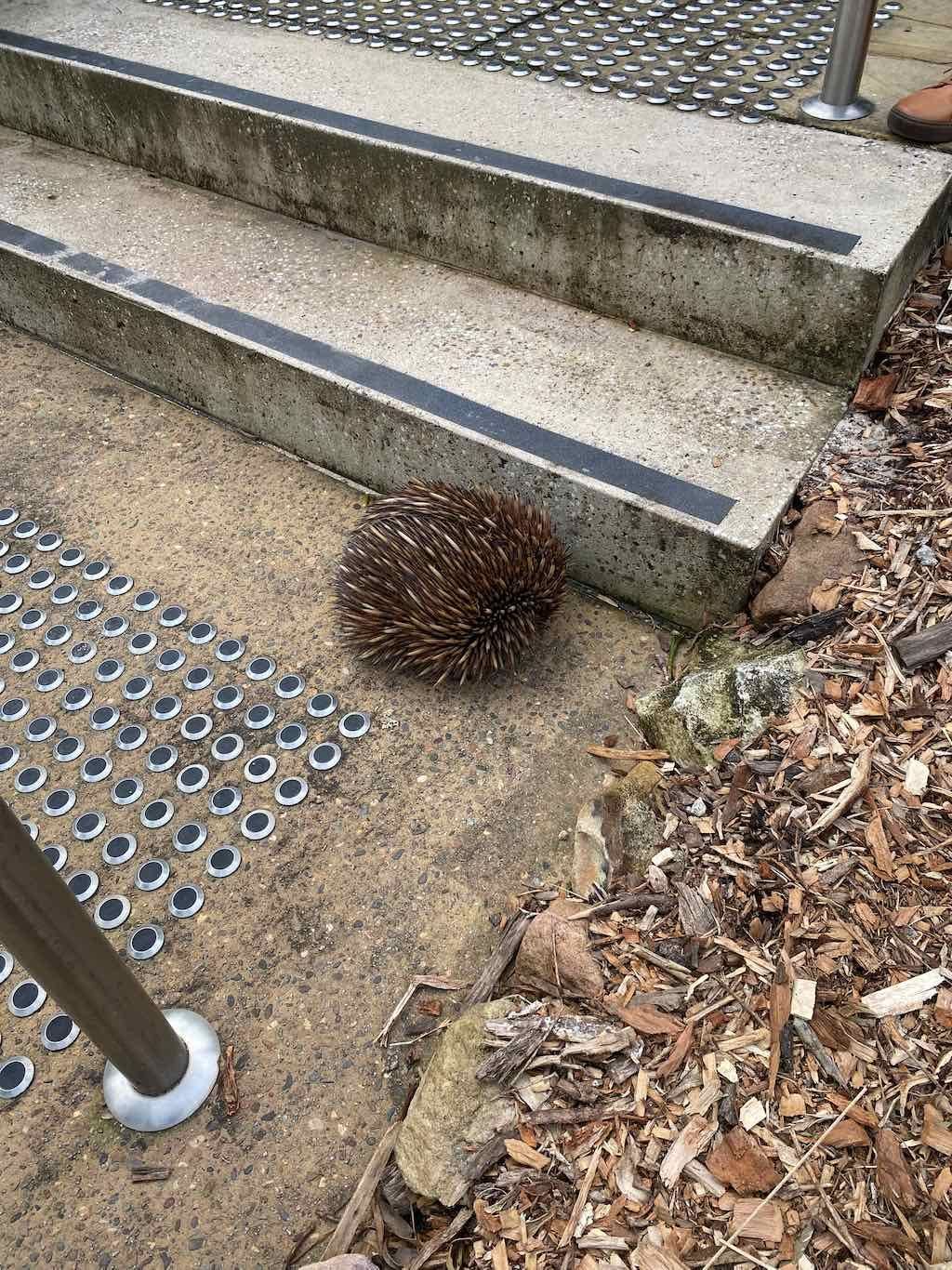 Taronga Zoo Wildlife Park : August 2025 Public Tour Image -68ae45cf99803