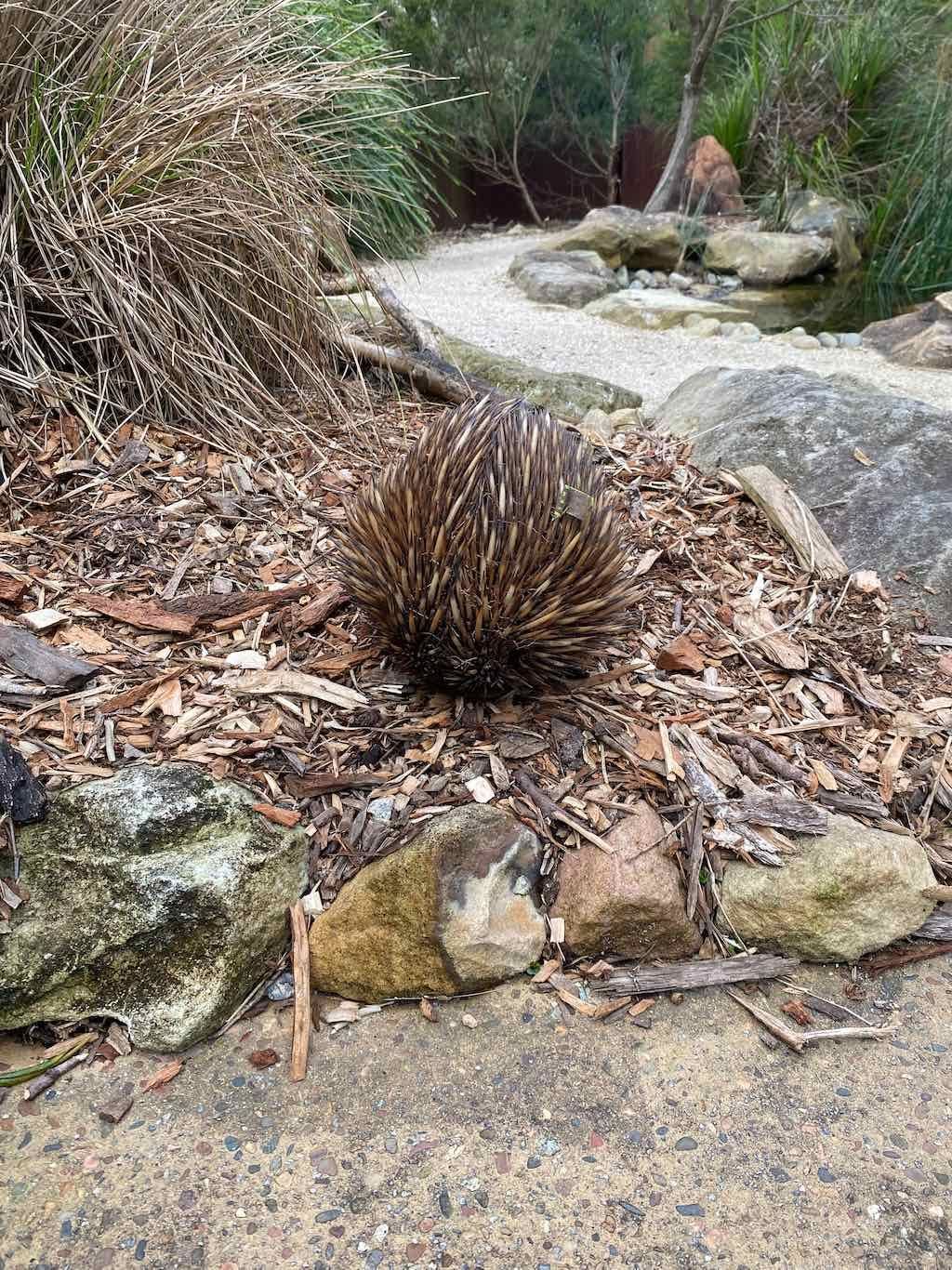 Taronga Zoo Wildlife Park : August 2025 Public Tour Image -68ae45cfe9807