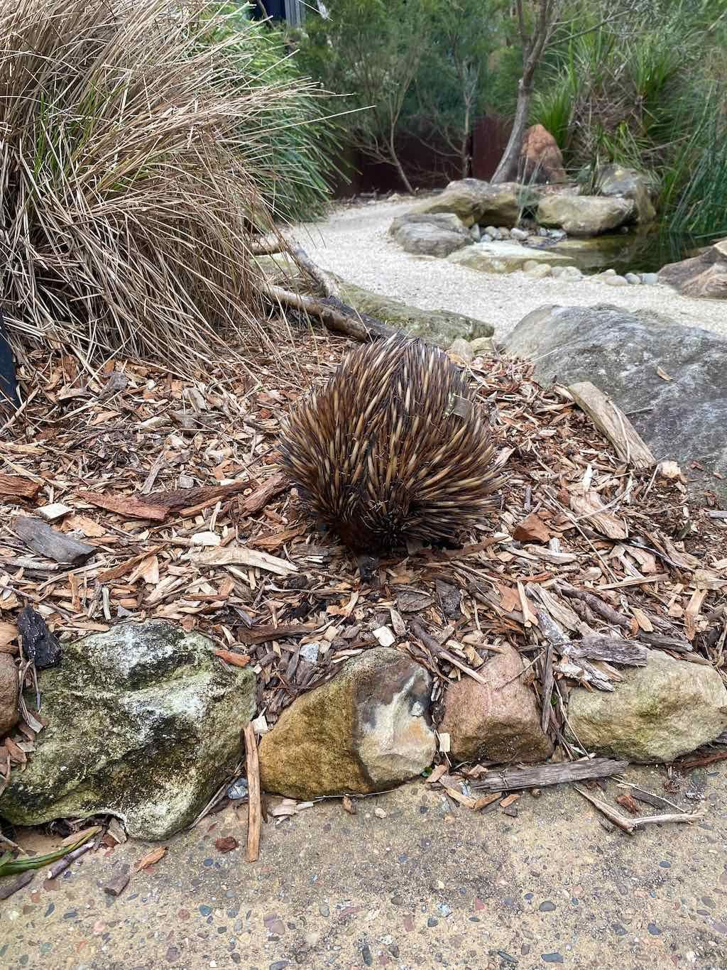 Taronga Zoo Wildlife Park : August 2025 Public Tour Image -68ae45d076828
