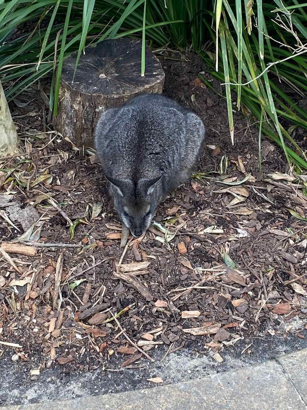 Taronga Zoo Wildlife Park : August 2025 Public Tour Image -68ae45d0e1563