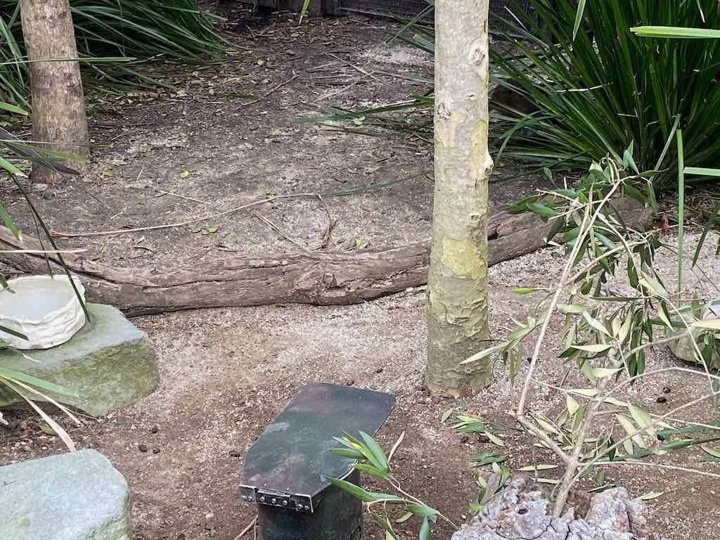 Taronga Zoo Wildlife Park : August 2025 Public Tour Image -68ae45d18198e