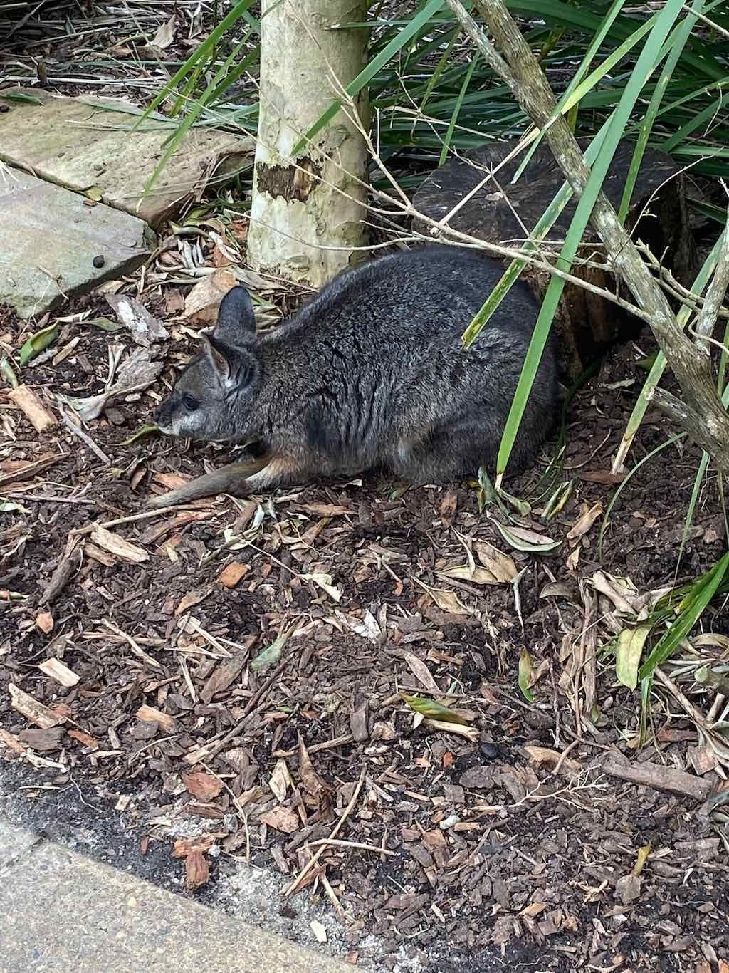Taronga Zoo Wildlife Park : August 2025 Public Tour Image -68ae45d2d70c4