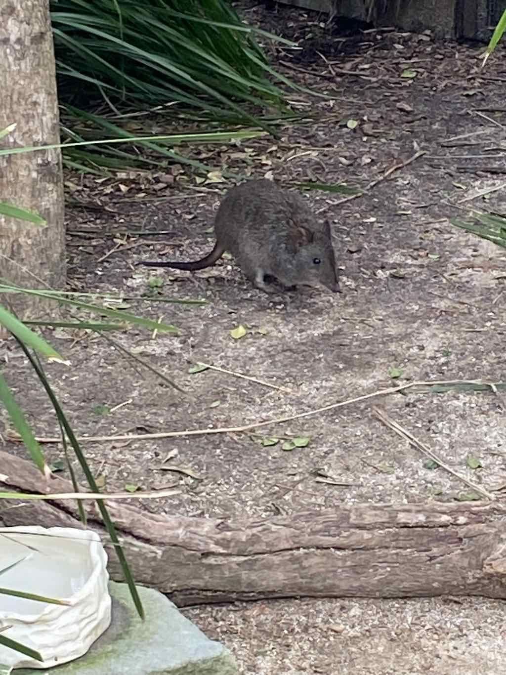 Taronga Zoo Wildlife Park : August 2025 Public Tour Image -68ae45d382f8b
