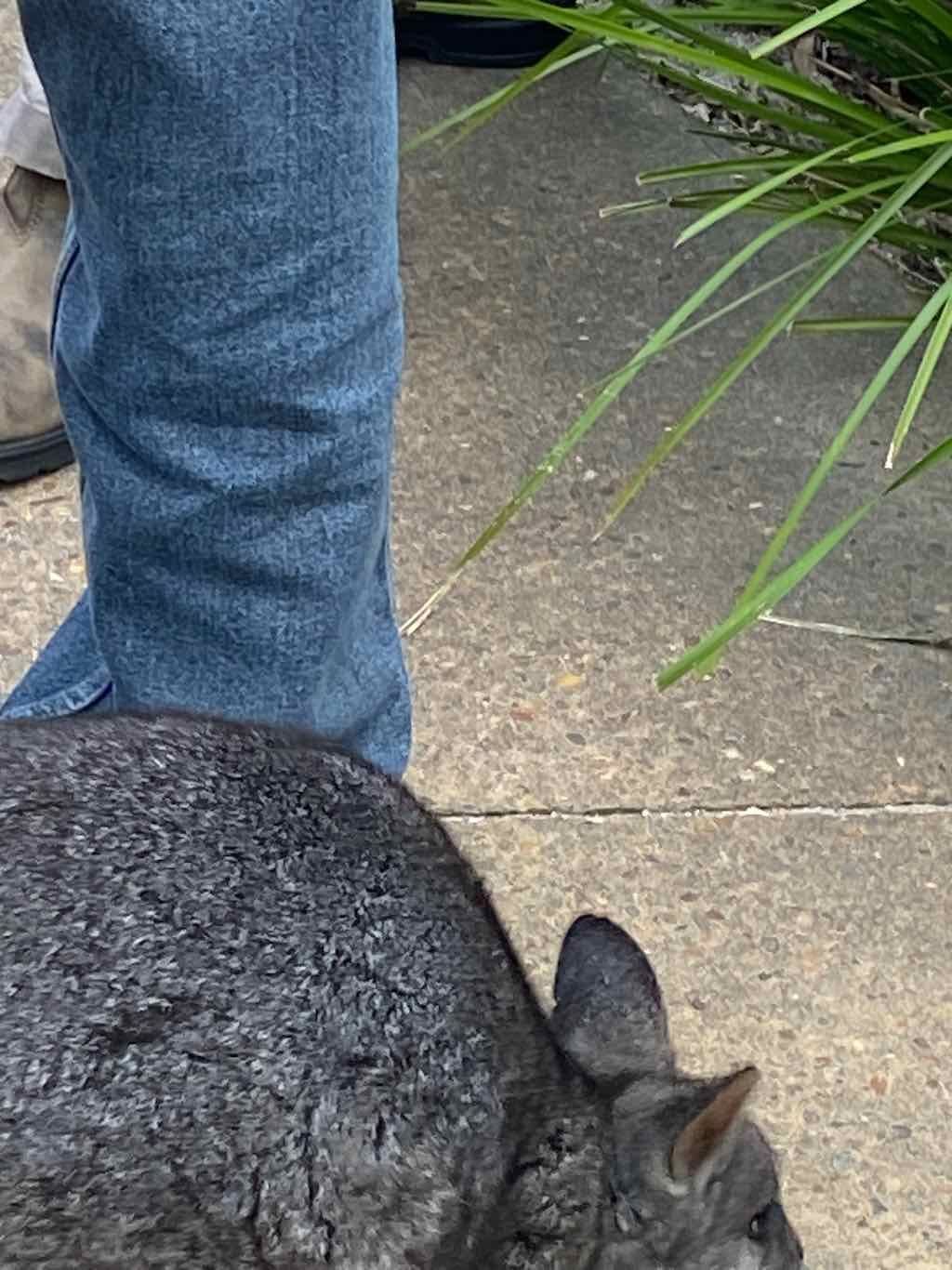 Taronga Zoo Wildlife Park : August 2025 Public Tour Image -68ae45d3eecc8