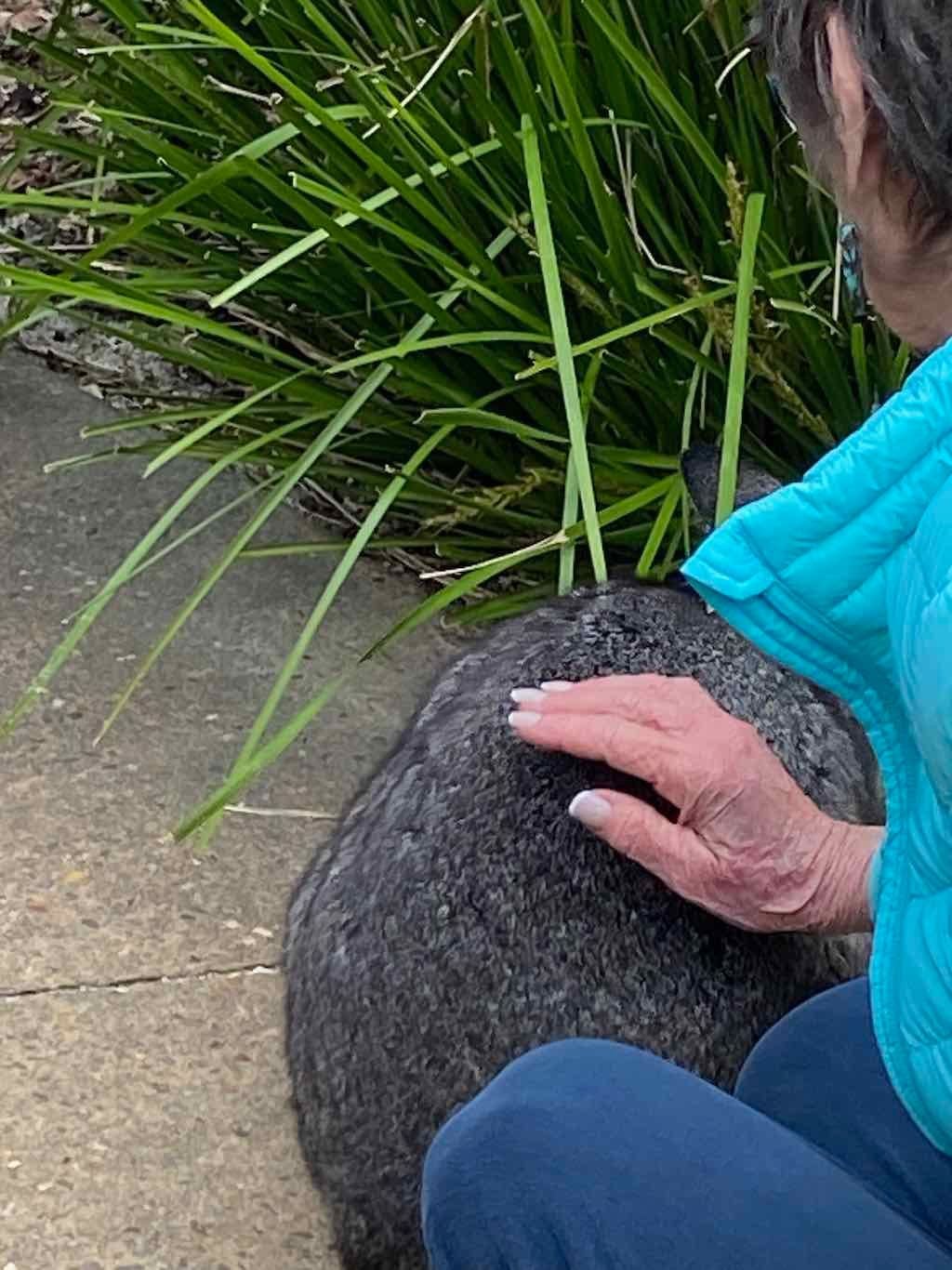 Taronga Zoo Wildlife Park : August 2025 Public Tour Image -68ae45d44fa57