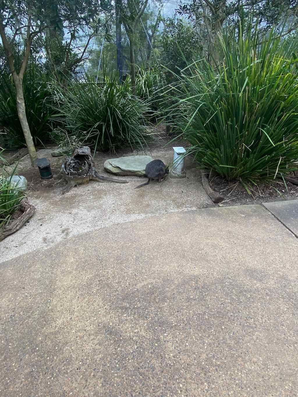 Taronga Zoo Wildlife Park : August 2025 Public Tour Image -68ae45d53c9c5
