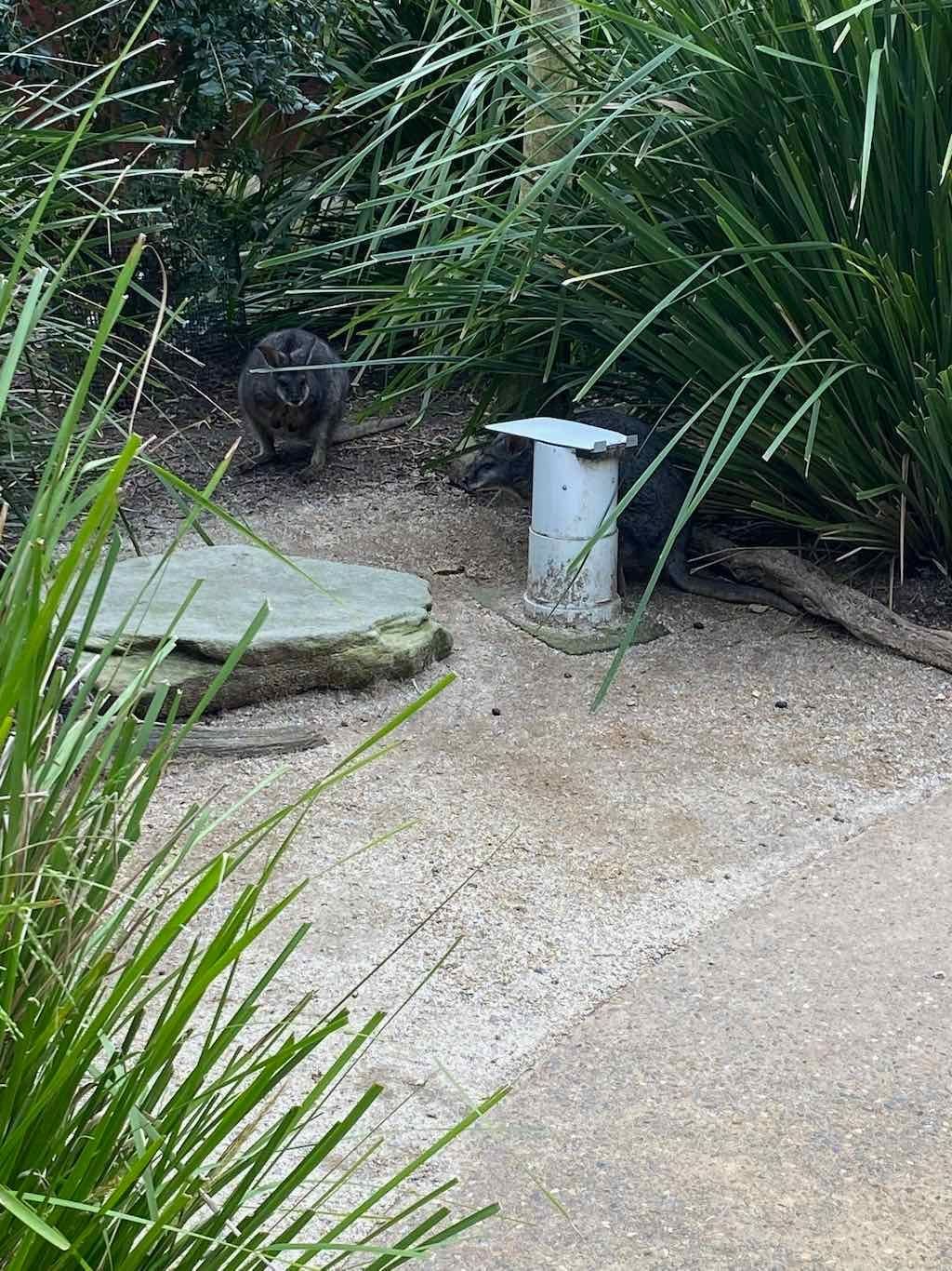 Taronga Zoo Wildlife Park : August 2025 Public Tour Image -68ae45d5ad523
