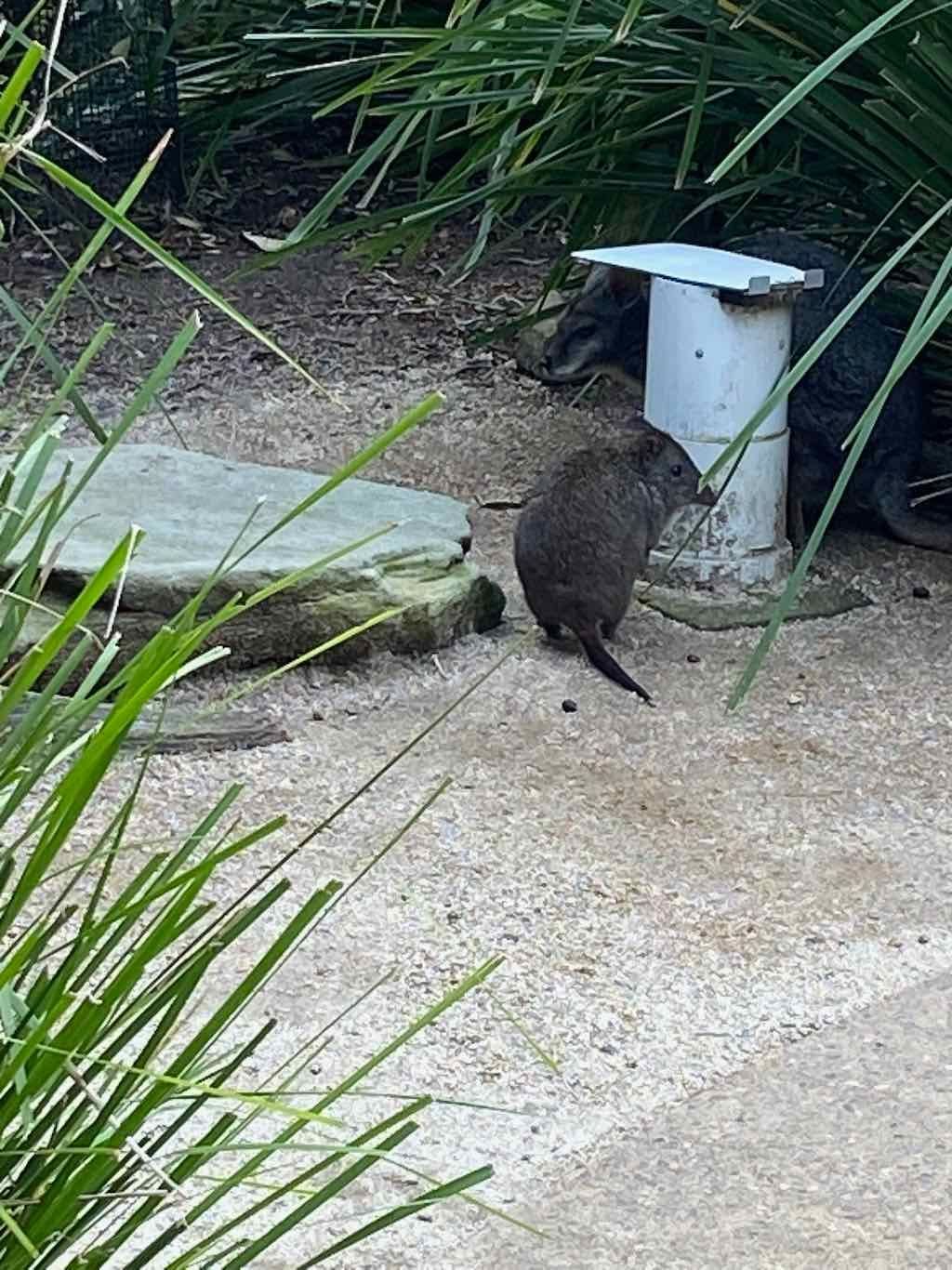 Taronga Zoo Wildlife Park : August 2025 Public Tour Image -68ae45d6cdcbb
