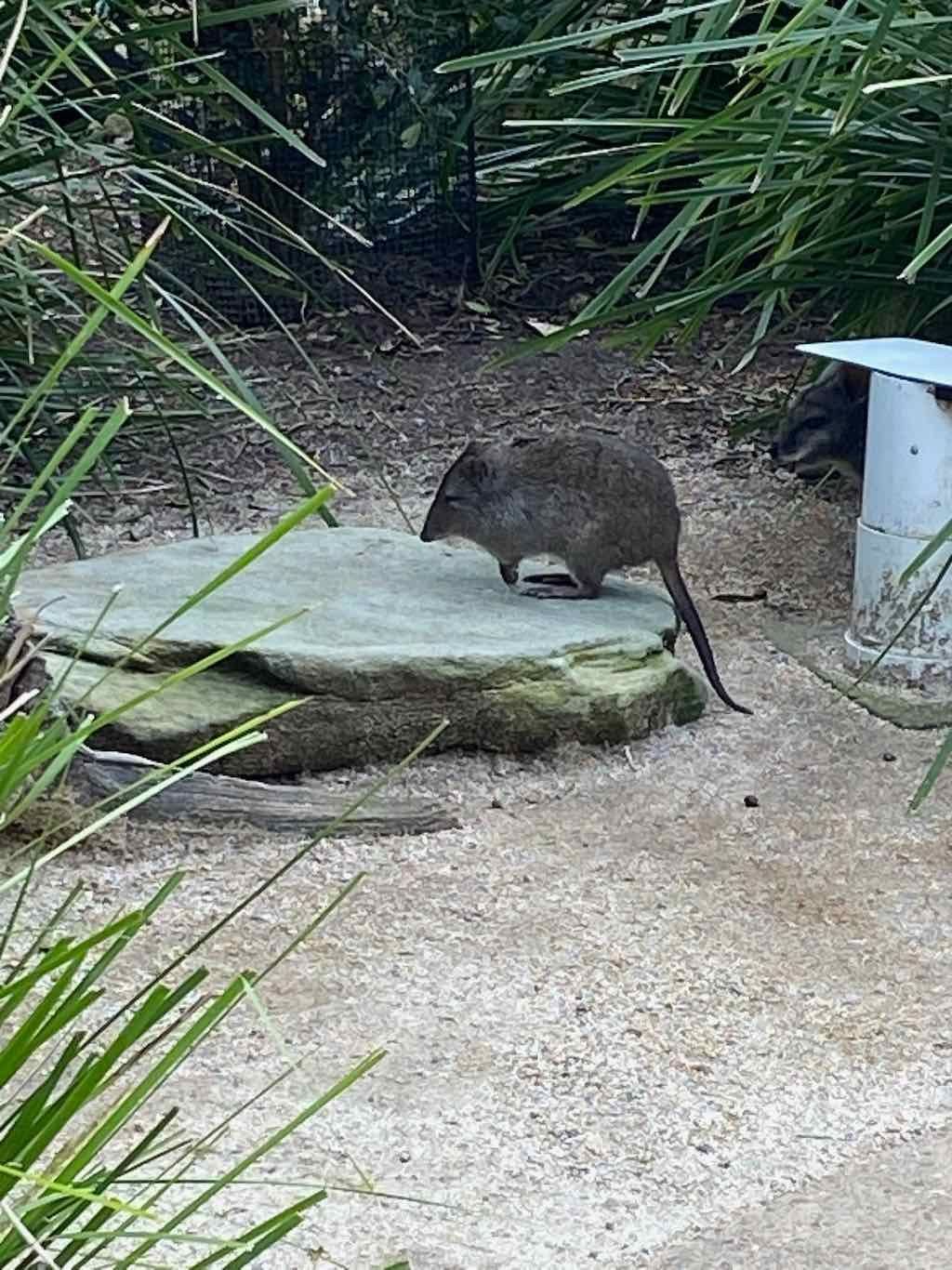 Taronga Zoo Wildlife Park : August 2025 Public Tour Image -68ae45d731efe
